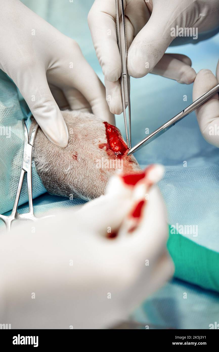 Tierärztliches Team, das eine Operation durchführt. Kastration und Kastration eines Haustieres in der Tierklinik Stockfoto