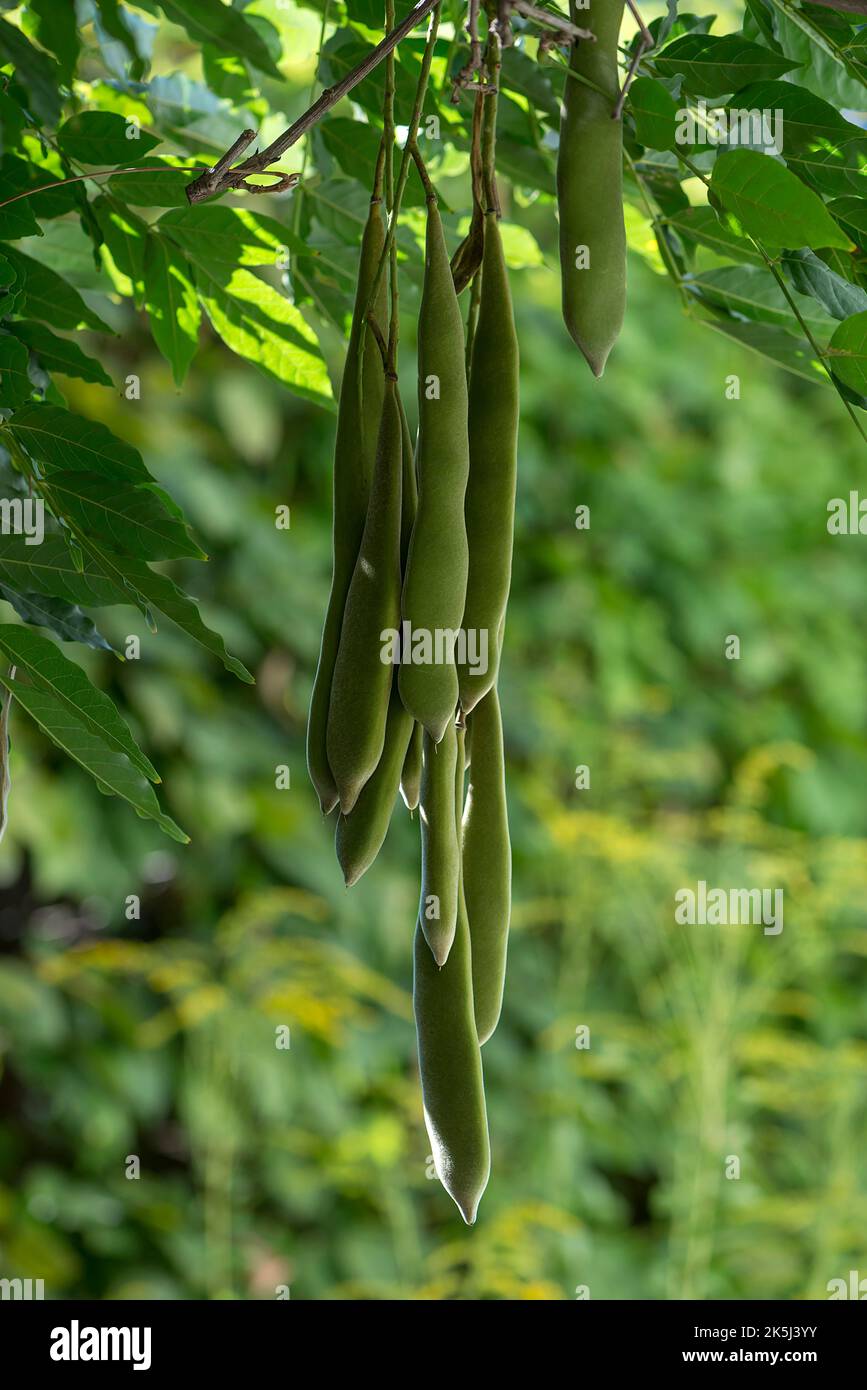 Samenkapseln der chinesischen glyzinie (Wisteria sinensis), Bayern, Deutschland Stockfoto