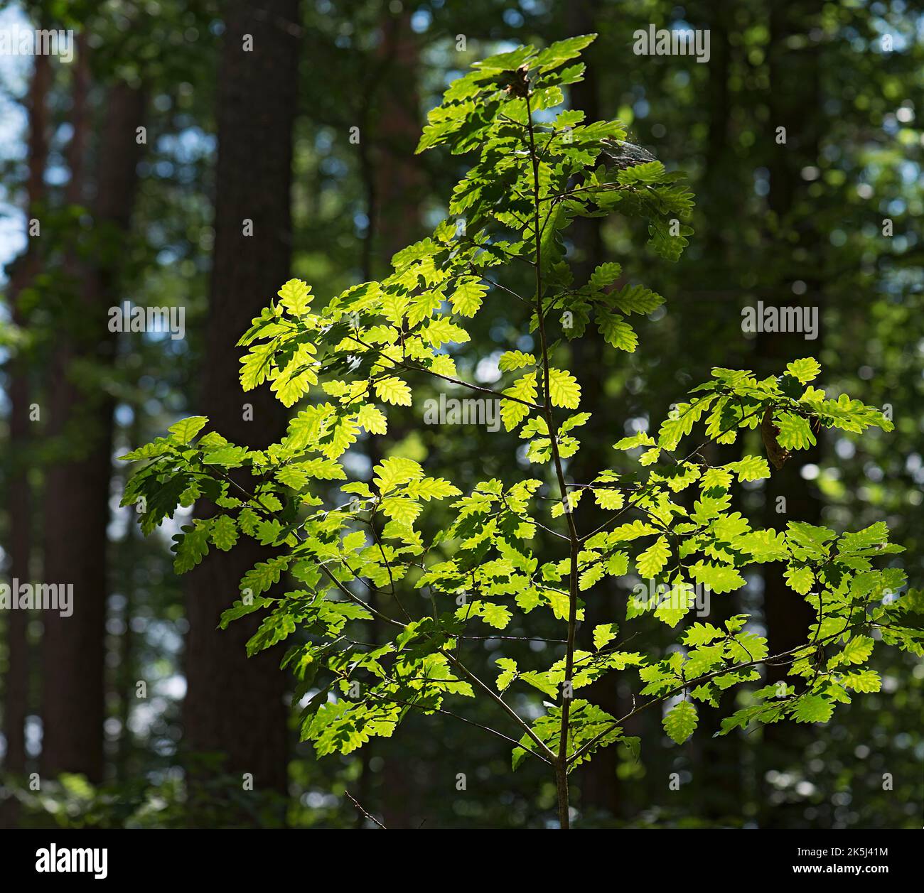 Blätter einer jungen Eiche (Quercue) im Hintergrund, Bayern, Deutschland Stockfoto