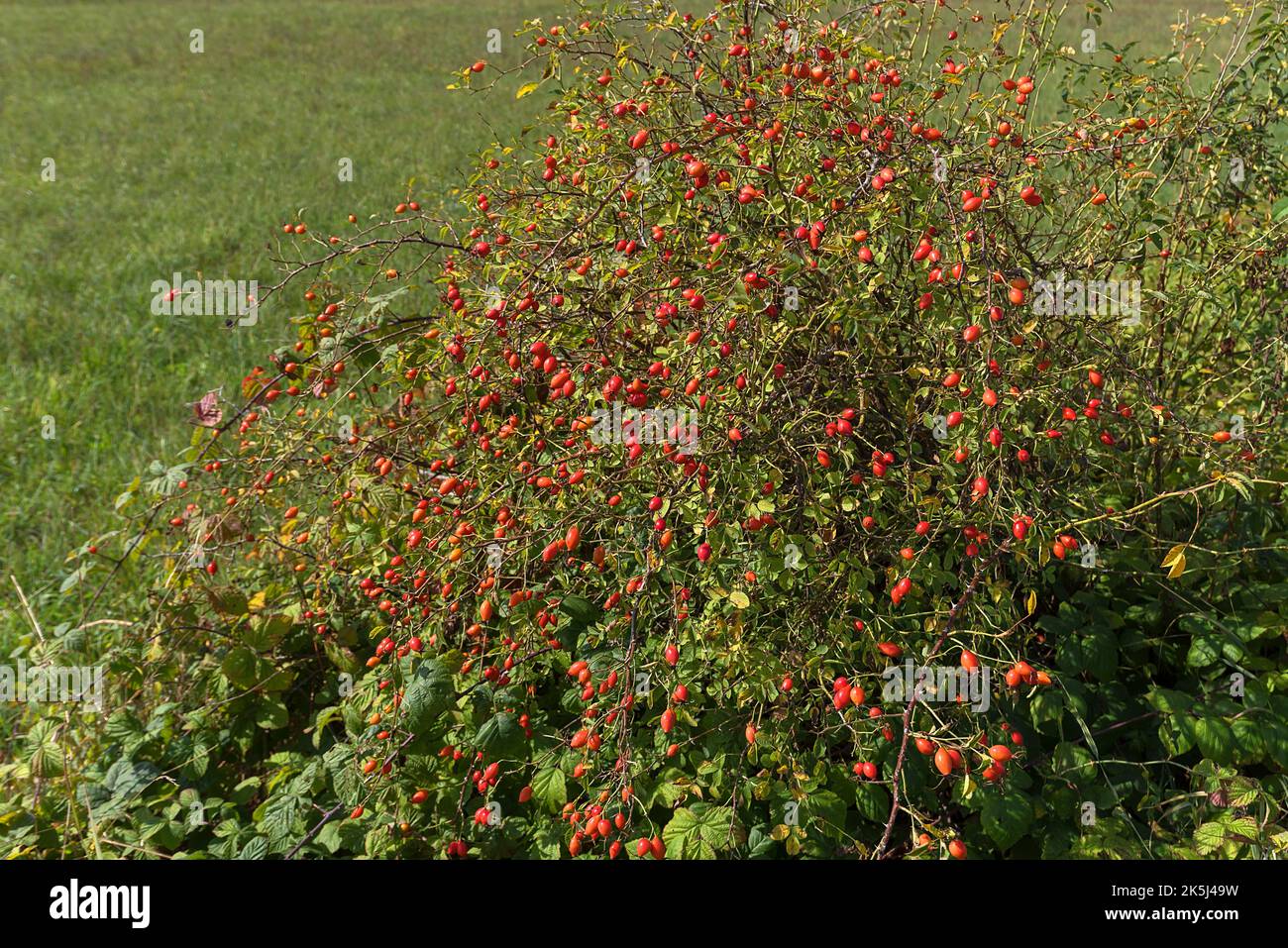 Hagebutten auf einem Rosenbusch, Franken, Bayern, Deutschland Stockfoto