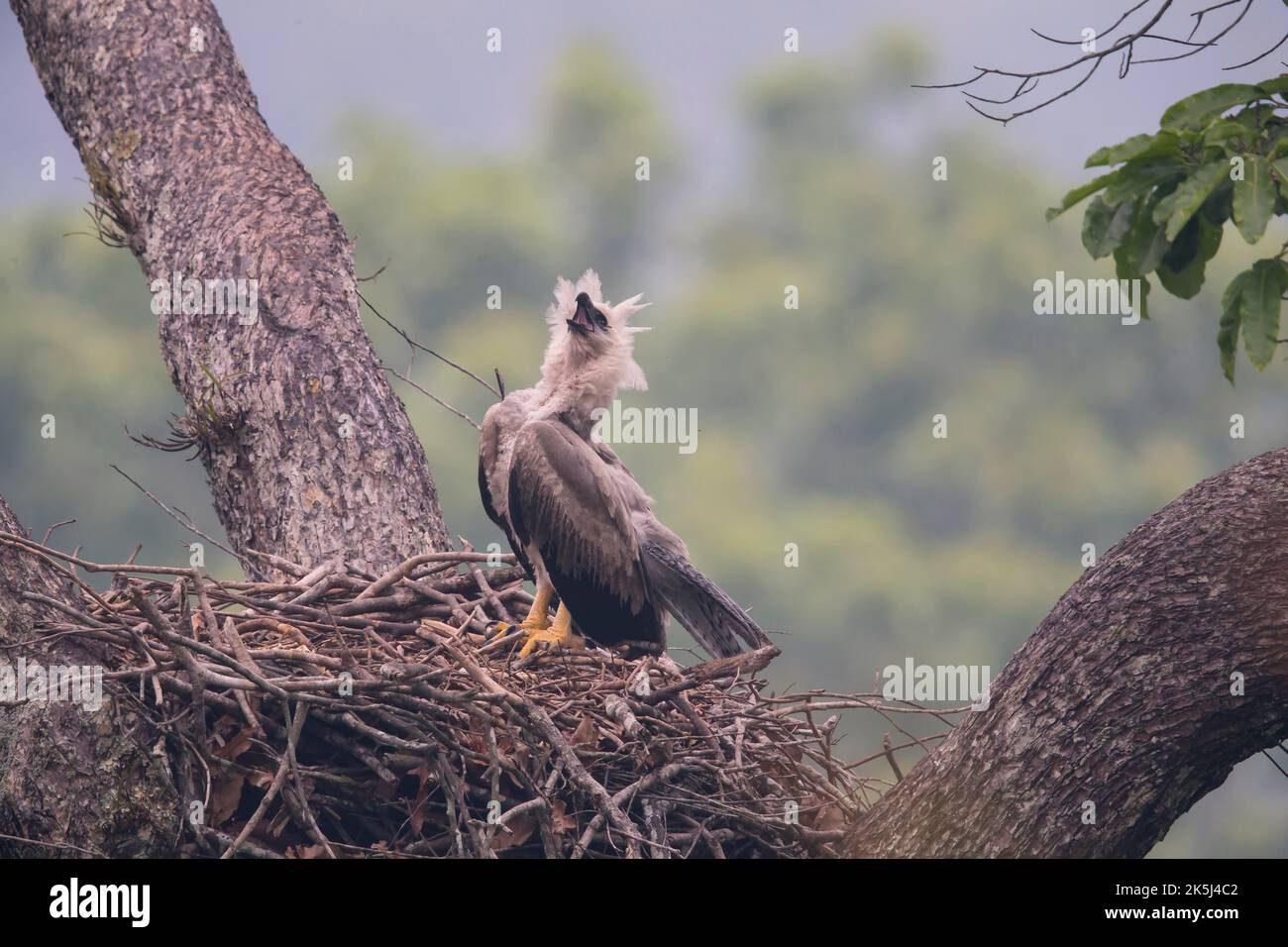 Amerikanischer Harpyadler (Harpia harpyja) Junge Vögel im Nest, Flugübungen, Carajas-Nationalpark, Brasilien Stockfoto