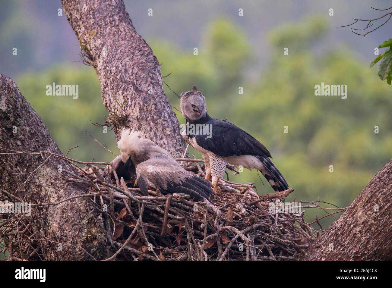 Amerikanischer Harpyadler (Harpia harpyja) Weibchen und Jungvögel im Nest, Carajas-Nationalpark, Brasilien Stockfoto