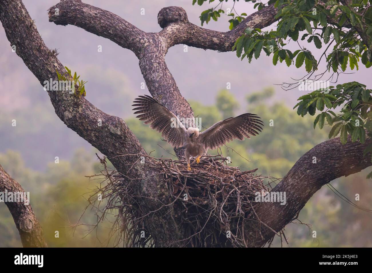 Amerikanischer Harpyadler (Harpia harpyja) Junge Vögel im Nest, Flugübungen, Carajas-Nationalpark, Brasilien Stockfoto