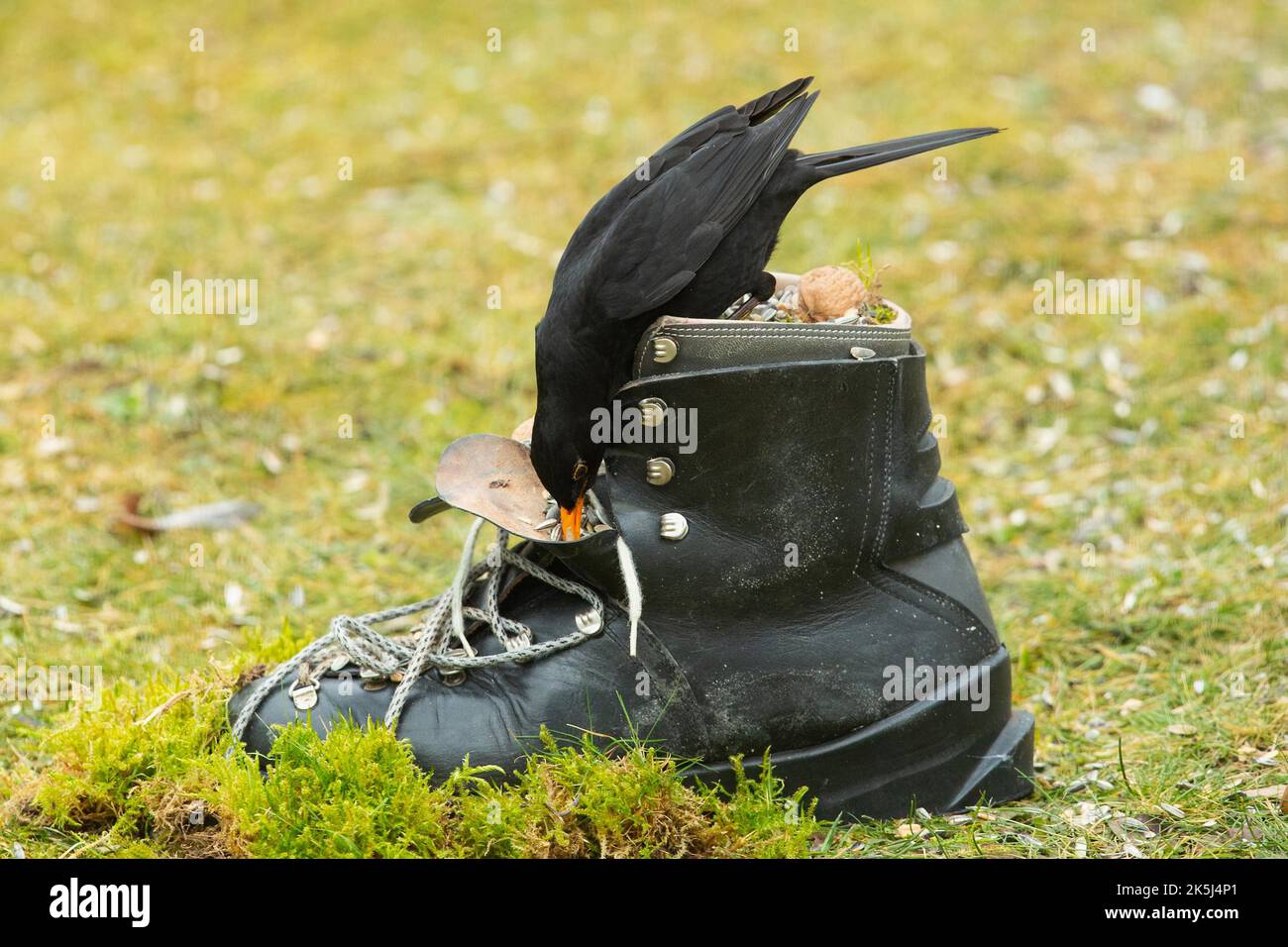 Blackbird Männchen sitzt auf dem Schuh im grünen Gras Fütterung links nach unten schauen Stockfoto