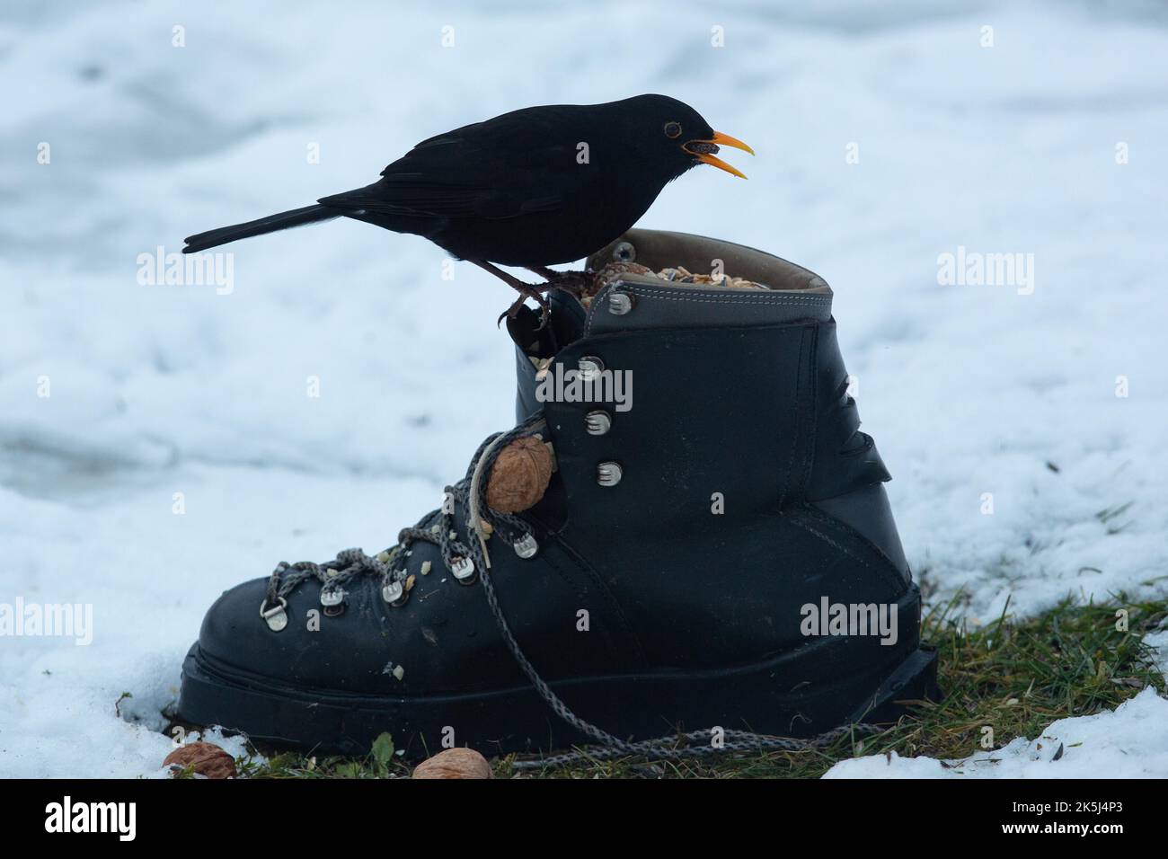 Blackbird Männchen mit Futter im Schnabel, das auf dem Schuh im Schnee steht und richtig aussieht Stockfoto