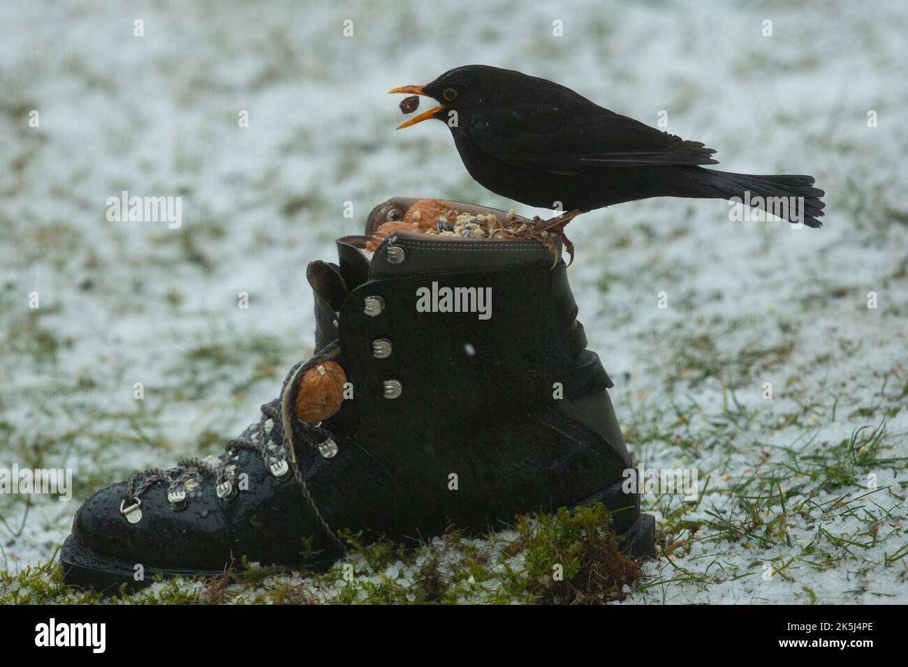 Blackbird Männchen mit Futter im Schnabel auf Schuh im Schnee stehend links suchen Stockfoto