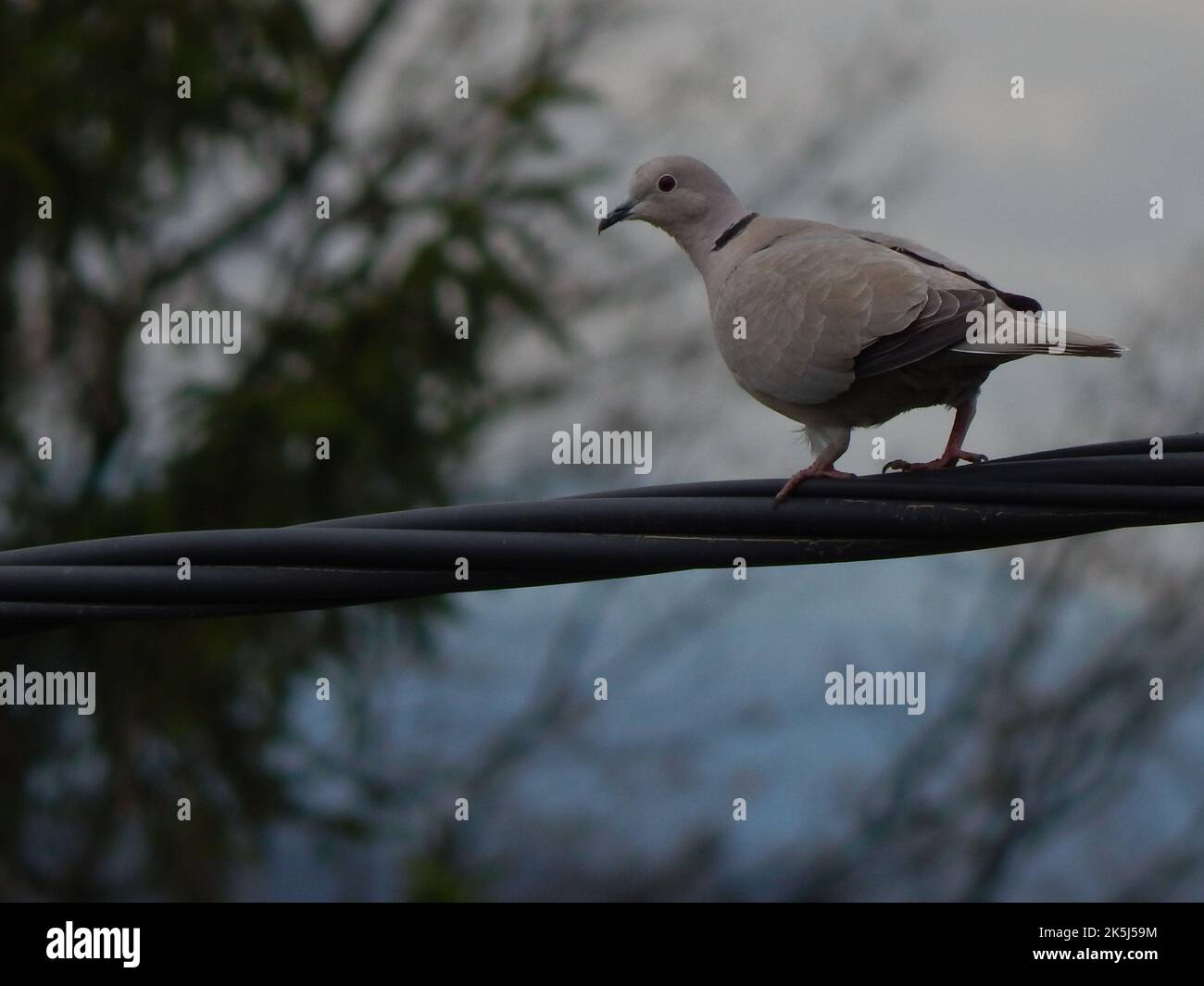 Eine selektive Fokusaufnahme einer ringhalsigen Taube (Streptopelia capicola), die auf einem Draht thront Stockfoto