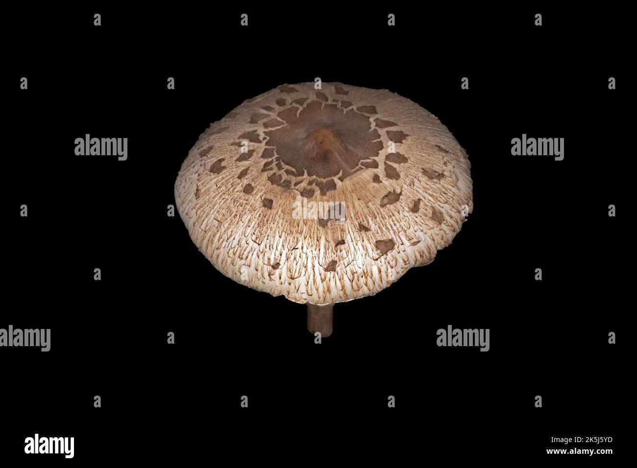 Sonnenschirm oder riesiger Sonnenschirm-Pilz (Macrolepiota procera), Studiofoto mit schwarzem Hintergrund Stockfoto