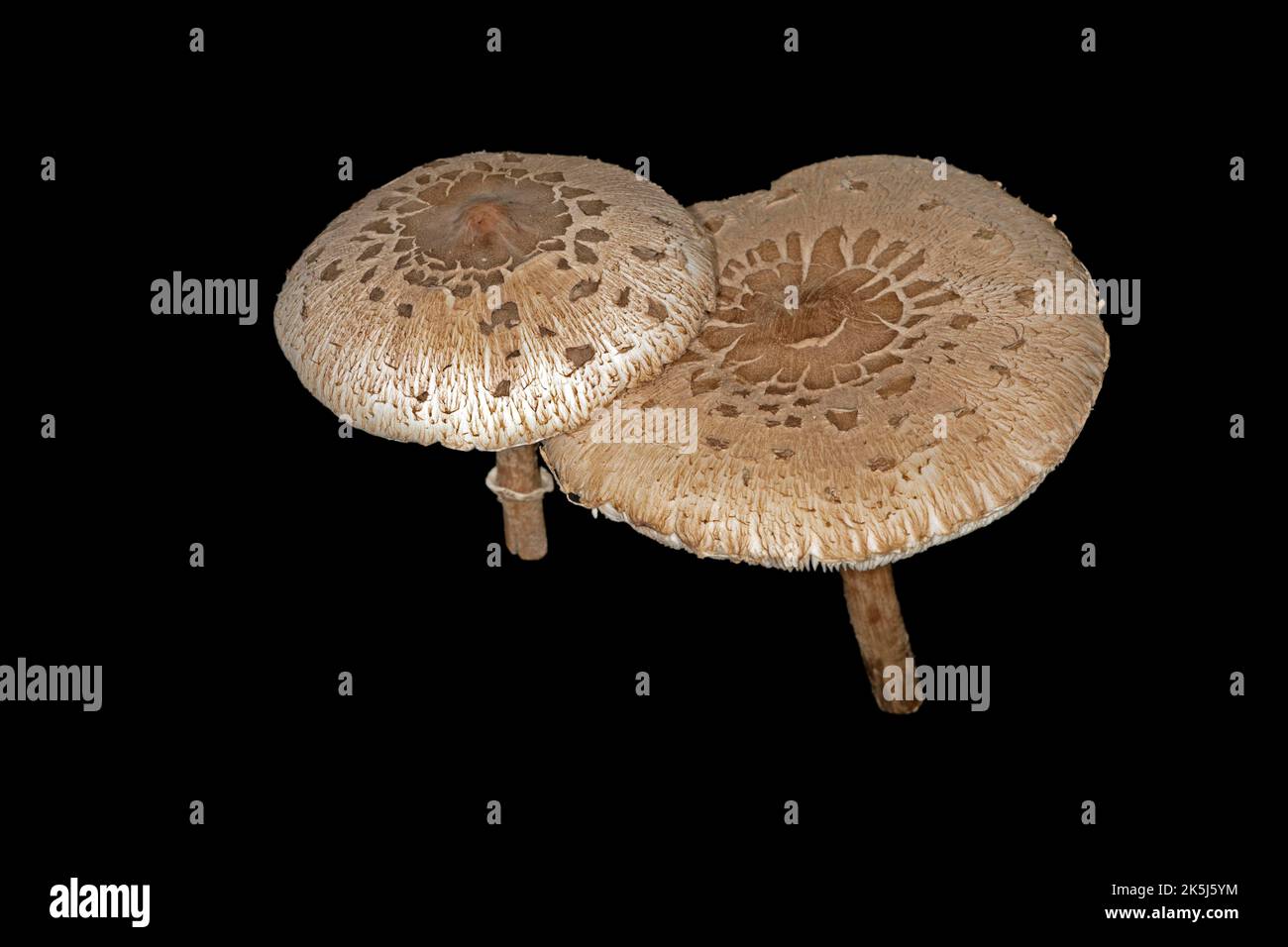 Sonnenschirm oder riesiger Sonnenschirm-Pilz (Macrolepiota procera), Studiofoto mit schwarzem Hintergrund Stockfoto