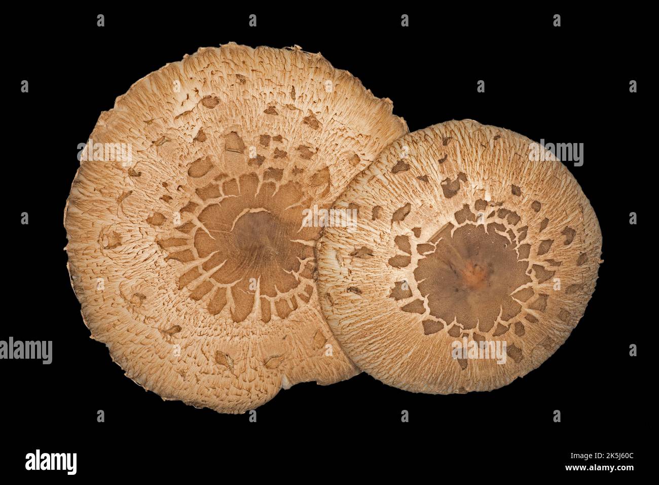 Sonnenschirm oder riesiger Sonnenschirm-Pilz (Macrolepiota procera), Studiofoto mit schwarzem Hintergrund Stockfoto