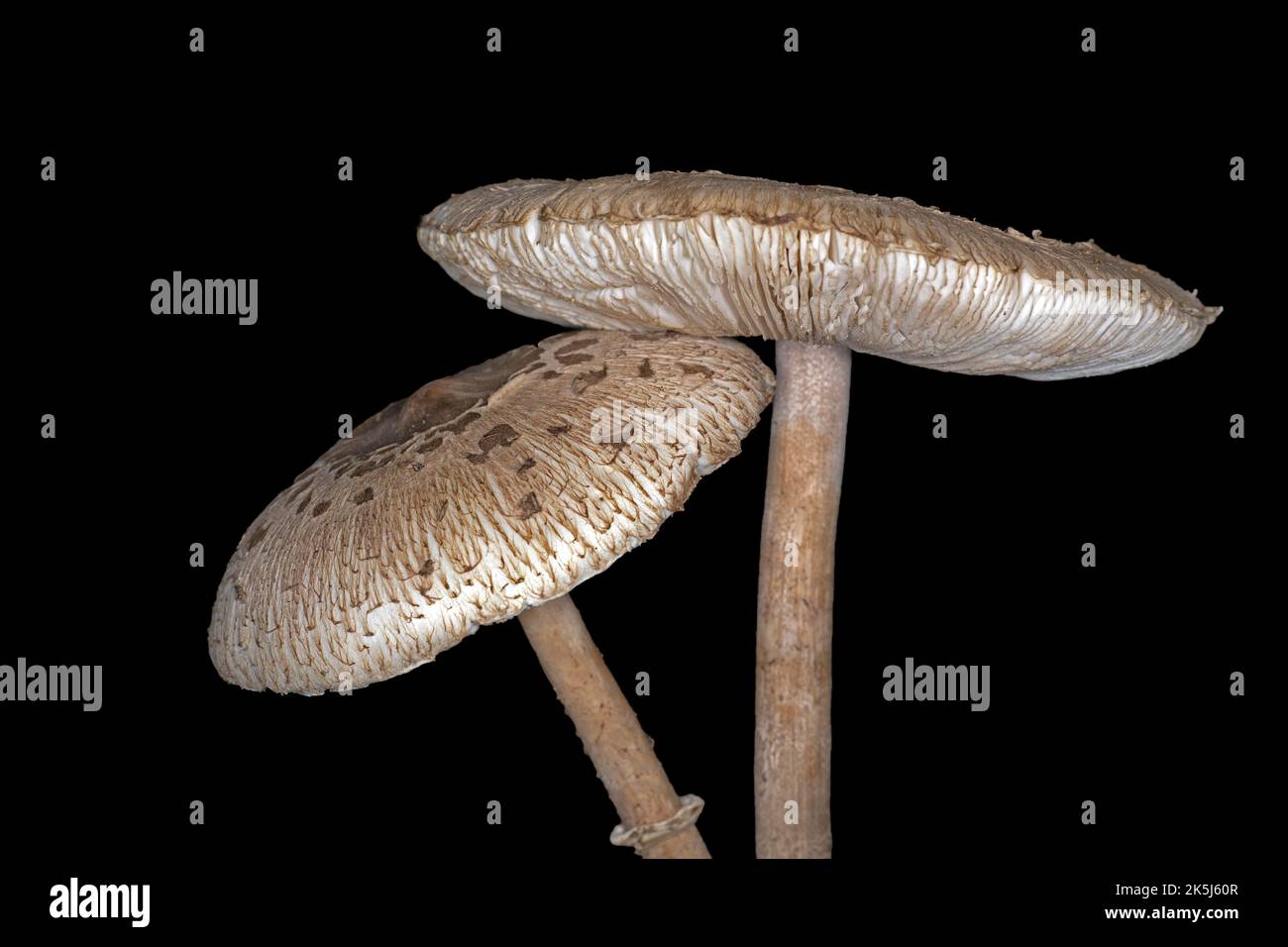 Sonnenschirm oder riesiger Sonnenschirm-Pilz (Macrolepiota procera), Studiofoto mit schwarzem Hintergrund Stockfoto