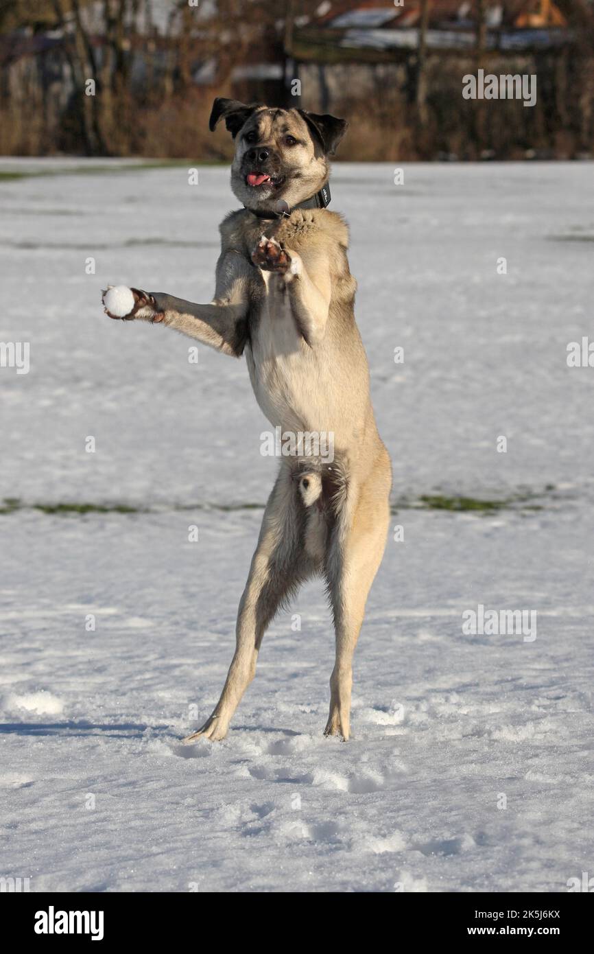 Kangal, anatolischer Wachhund springt nach dem Wurfschneeball, Originalfoto, keine Fälschung, selten, lustiges Motiv, Allgäu, Bayern, Deutschland Stockfoto