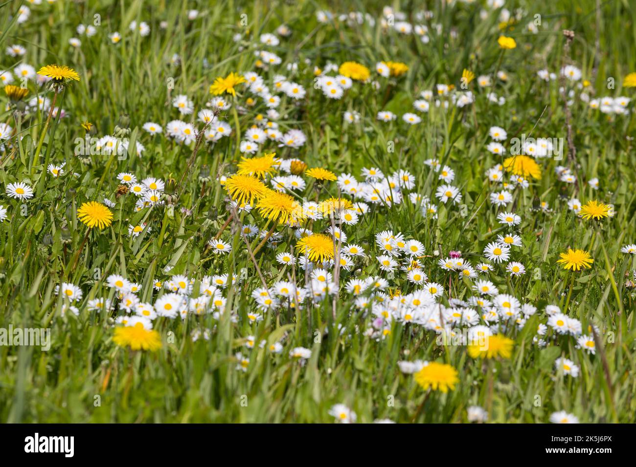 Viele Gänseblümchen (Bellis perennis) und Löchenkerzen (Taraxacum) in Blüte, Wiese, Sachsen, Deutschland Stockfoto