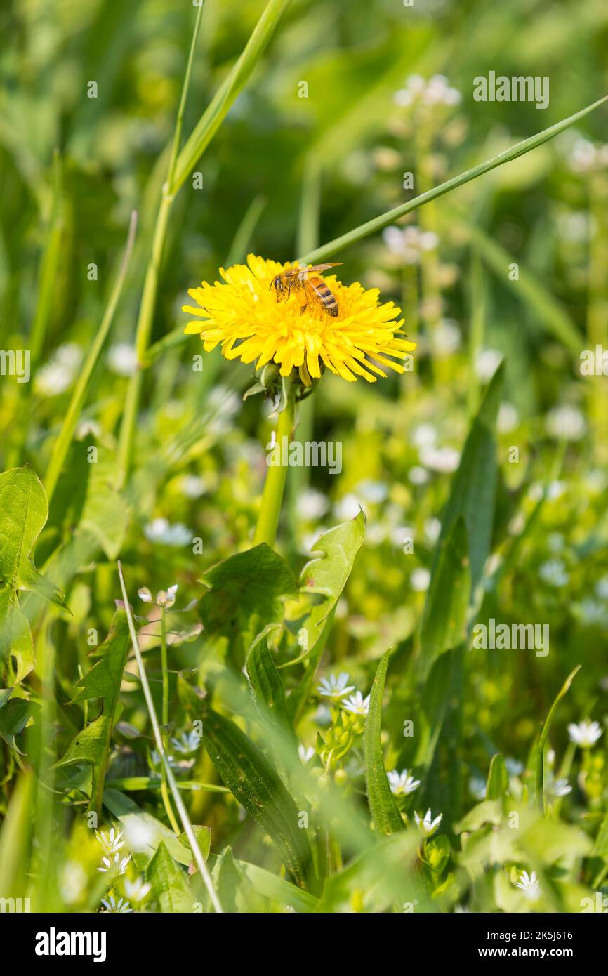 Honigbiene (APIs) auf einer Löbchenblume (Taraxacum), Wiese, Sachsen, Deutschland Stockfoto