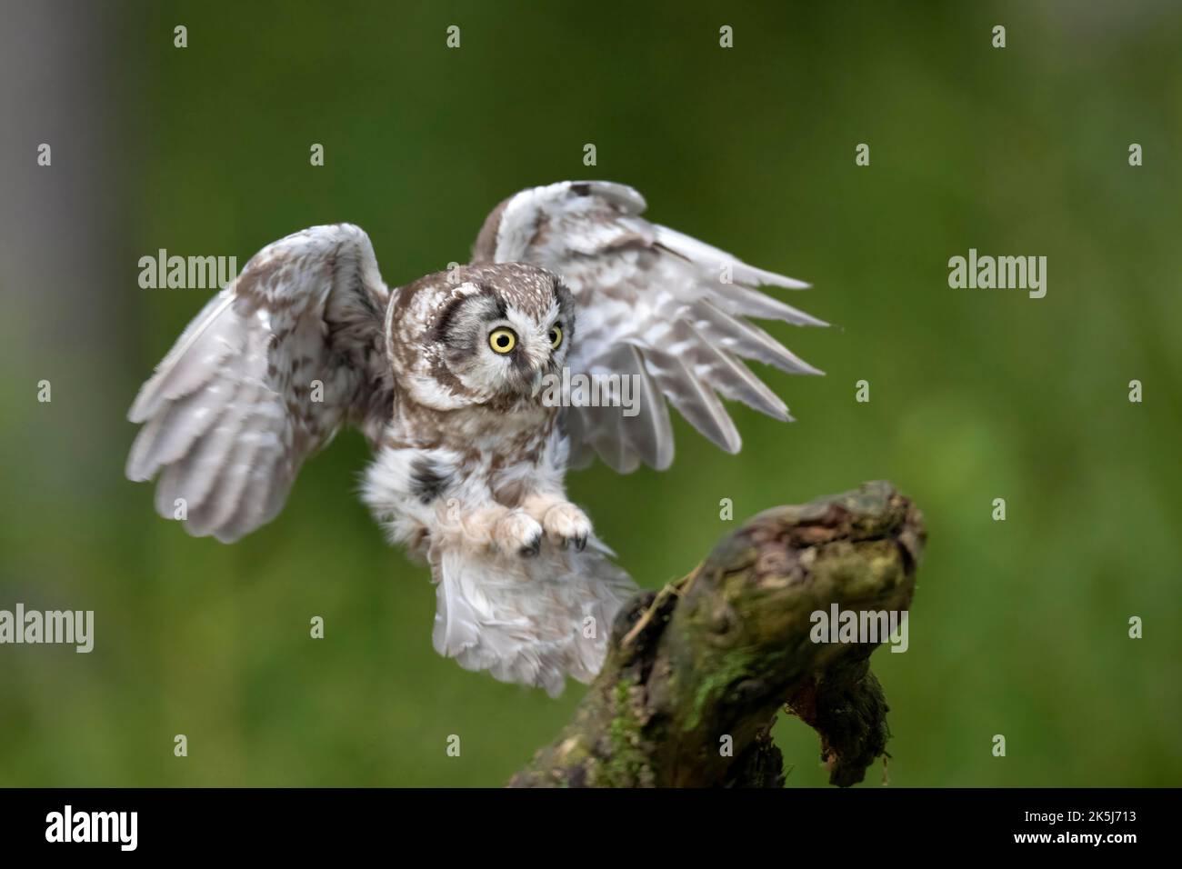 Tengmalm-Eule (Aegolius funereus), Tschechische Republik Stockfoto