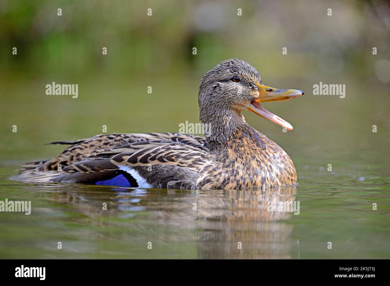 Stockente (Anas Platyrhynchos), Weiblich, Niedersachsen, Deutschland Stockfoto