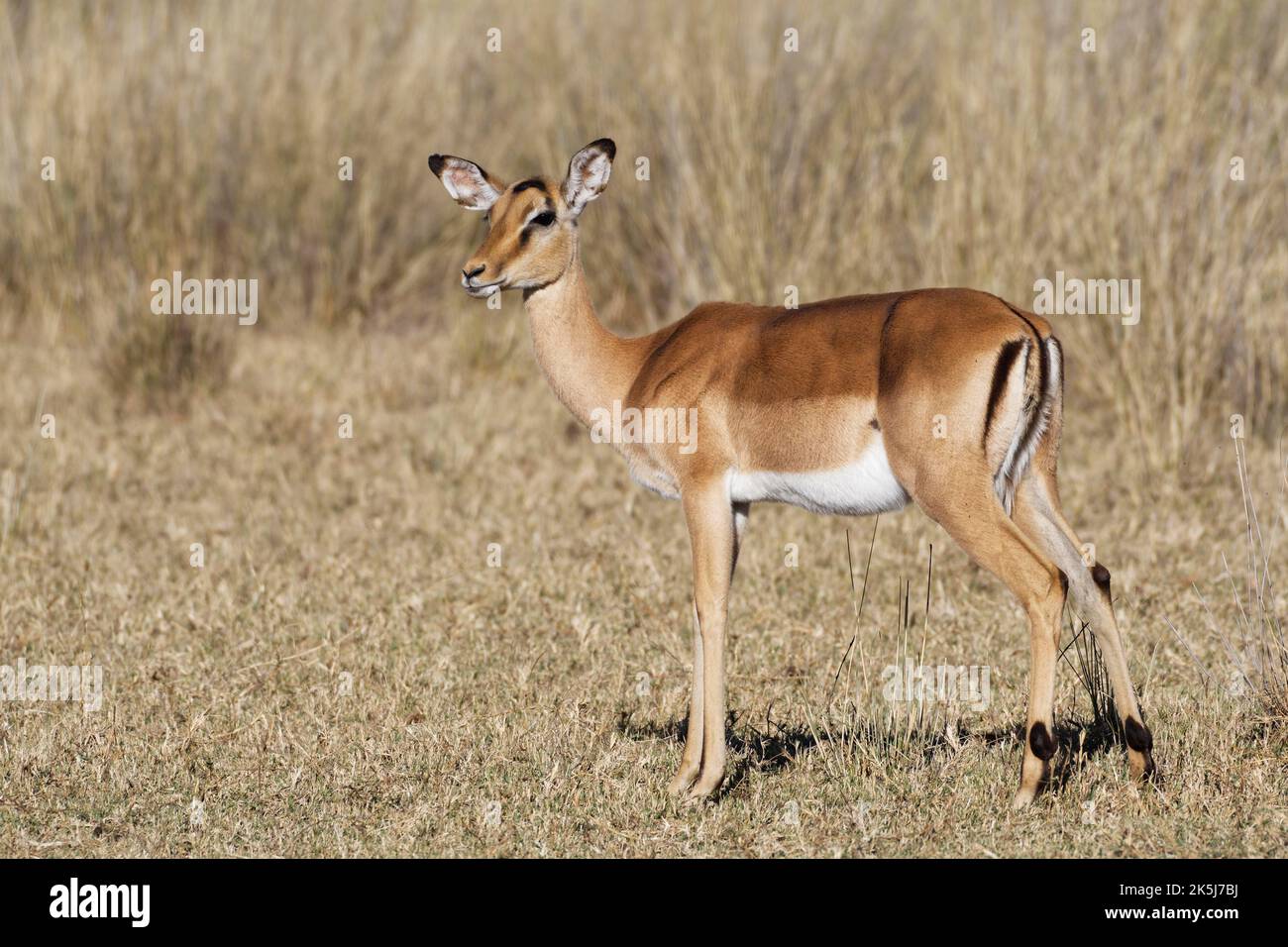 Gewöhnliches Impala (Aepyceros melampus), erwachsenes Weibchen im trockenen Grasland, Savanne, Mahango Core Area, Bwabwata National Park, Kavango East, Caprivi Strip, Na Stockfoto