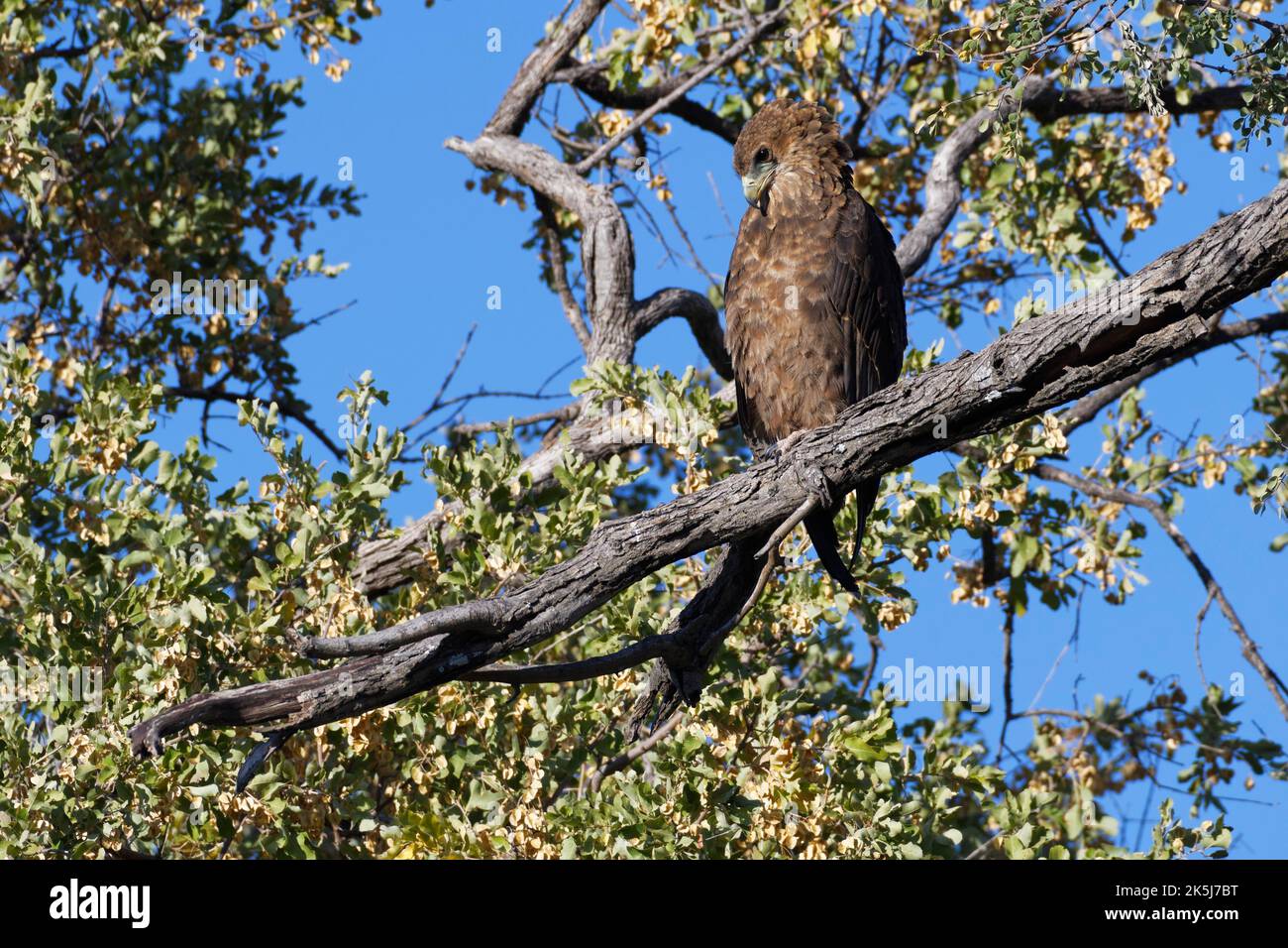 Bateleur-Adler (Terathopius ecaudatus), unreif, an einem Ast gelegen, Mahango-Kerngebiet, Bwabwata-Nationalpark, Kavango-Osten, Caprivi-Streifen, Namibia Stockfoto