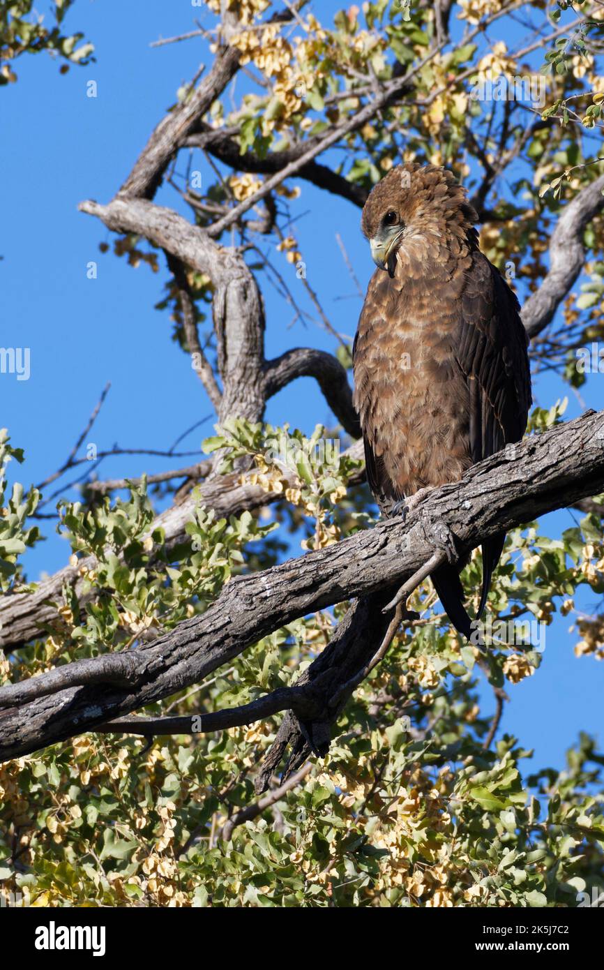 Bateleur-Adler (Terathopius ecaudatus), unreif, an einem Ast gelegen, Mahango-Kerngebiet, Bwabwata-Nationalpark, Kavango-Osten, Caprivi-Streifen, Namibia Stockfoto