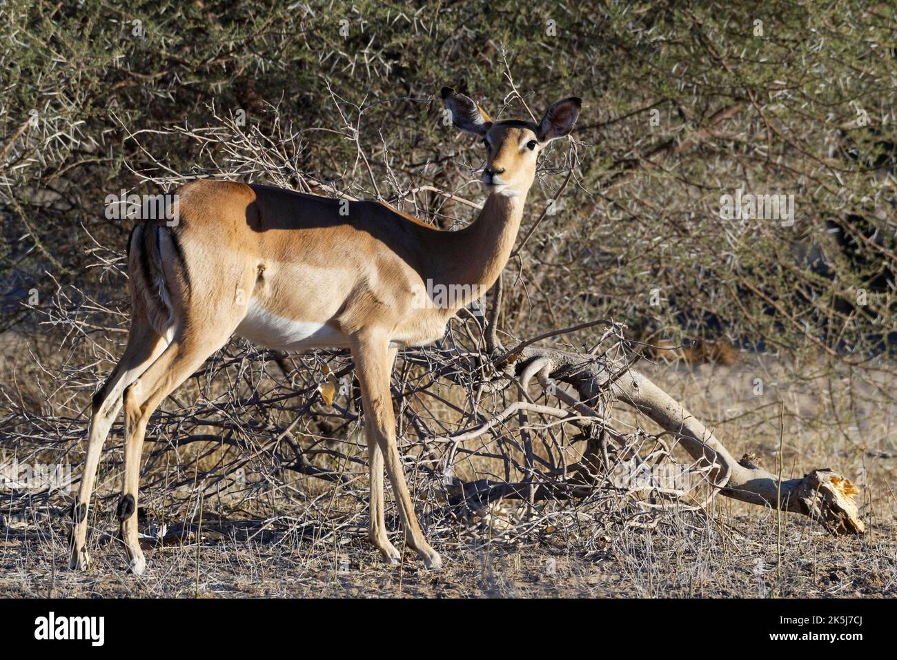 Gewöhnliches Impala (Aepyceros melampus), Erwachsene Weibchen, wachsam, Mahango-Kerngebiet, Bwabwata-Nationalpark, Kavango East, Caprivi, Namibia, Afrika Stockfoto