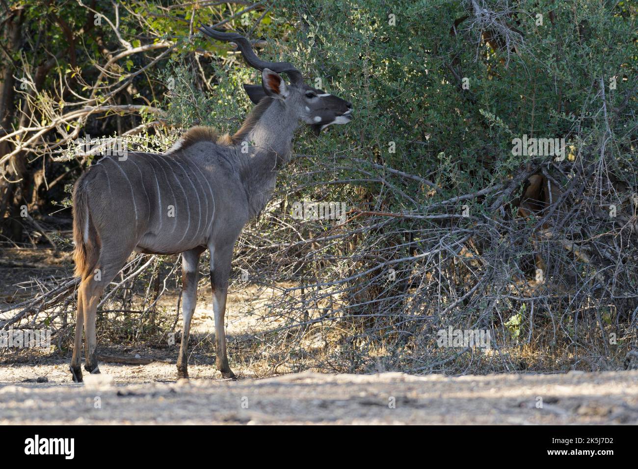Großkudu (Tragelaphus strepsiceros), erwachsenes Männchen vor einem Baum, das sich von Blättern ernährt, Mahango Core Area, Bwabwata National Park, Kavango East, Ca Stockfoto