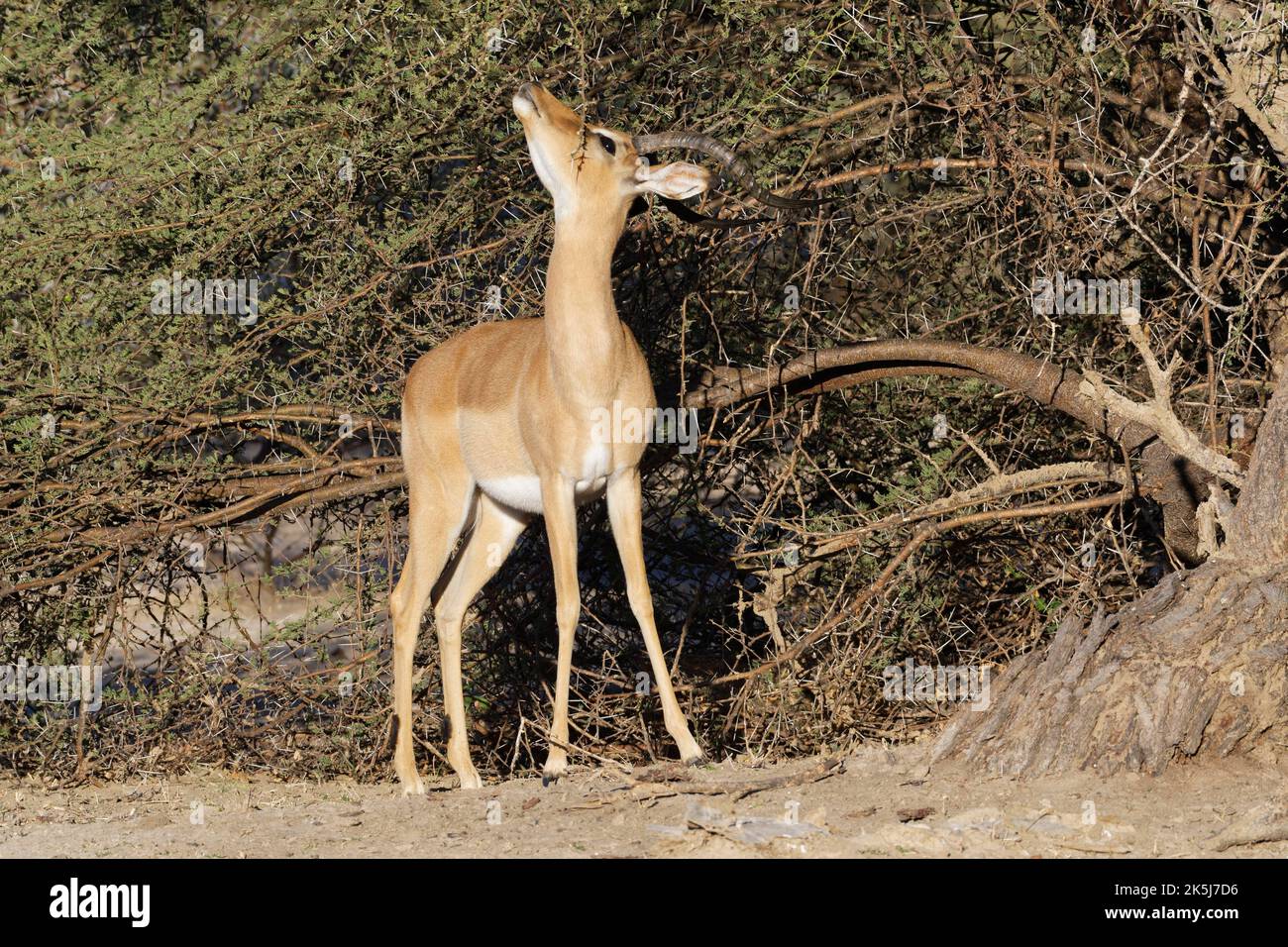 Gewöhnliches Impala (Aepyceros melampus), erwachsenes Männchen, das unter den Dornen nach Akazienblättern sucht, Savanne, Mahango Core Area, Bwabwata National Park, Kavango Stockfoto