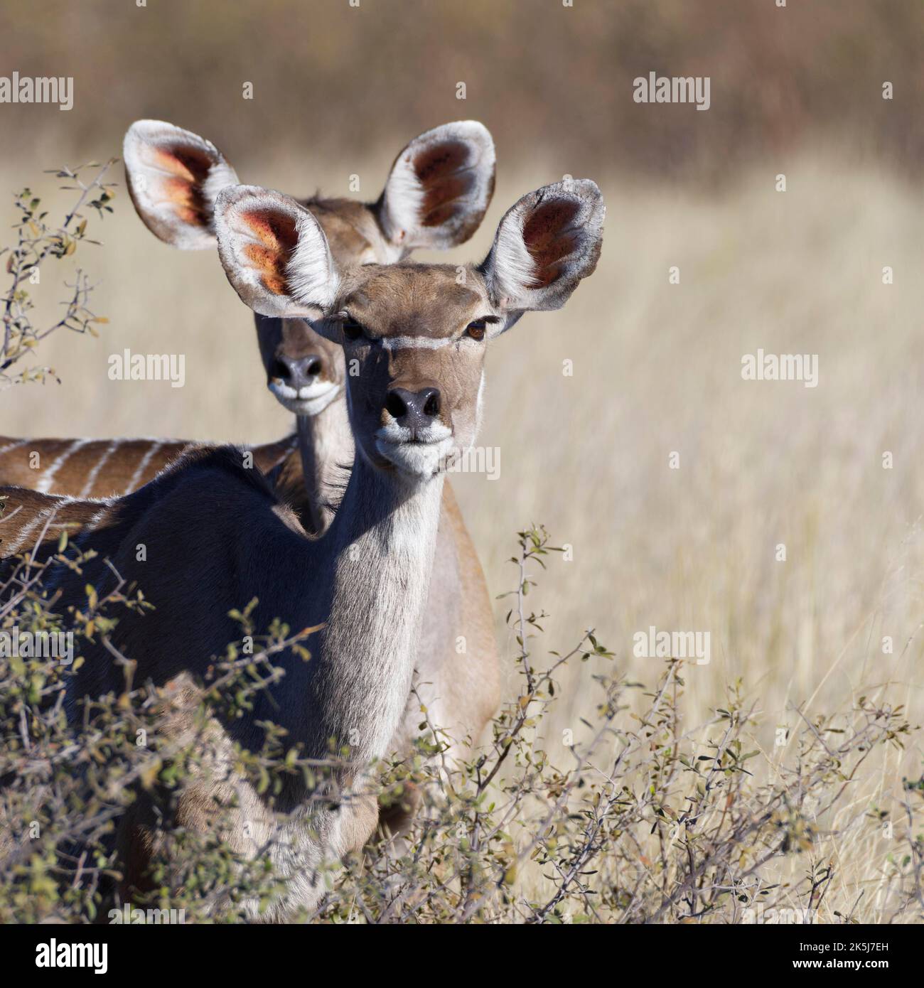 Großer Kudus (Tragelaphus strepsiceros), zwei Erwachsene Weibchen, die zwischen den Sträuchern stehen, Augenkontakt, Tierportrait, Savanne, Mahango-Kerngebiet, Bwabw Stockfoto