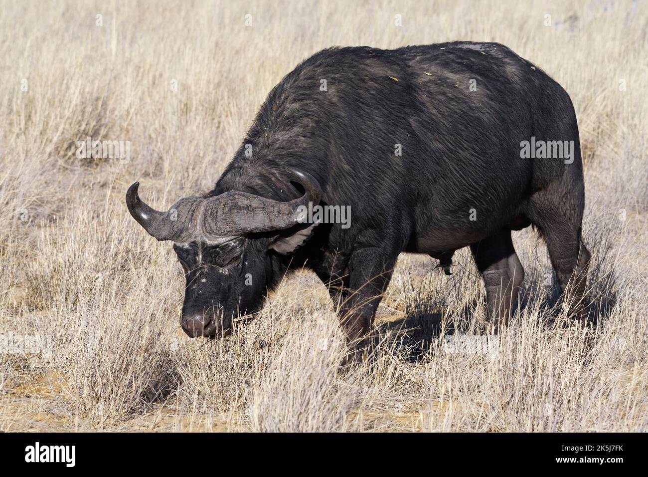 Kapbüffel (Syncerus Caffer), erwachsenes Männchen im hohen trockenen Gras, das sich auf Gras ernährt, Savanne, Mahango Core Area, Bwabwata National Park, Kavango East, Capr Stockfoto