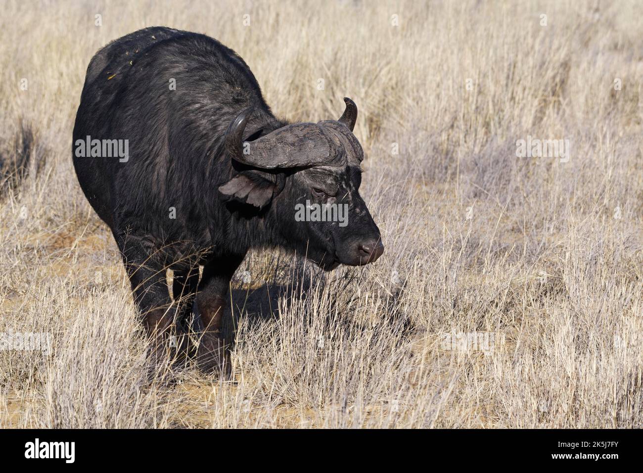 Kapbüffel (Syncerus Caffer), erwachsenes Männchen im hohen trockenen Gras, das sich auf Gras ernährt, Savanne, Mahango Core Area, Bwabwata National Park, Kavango East, Capr Stockfoto
