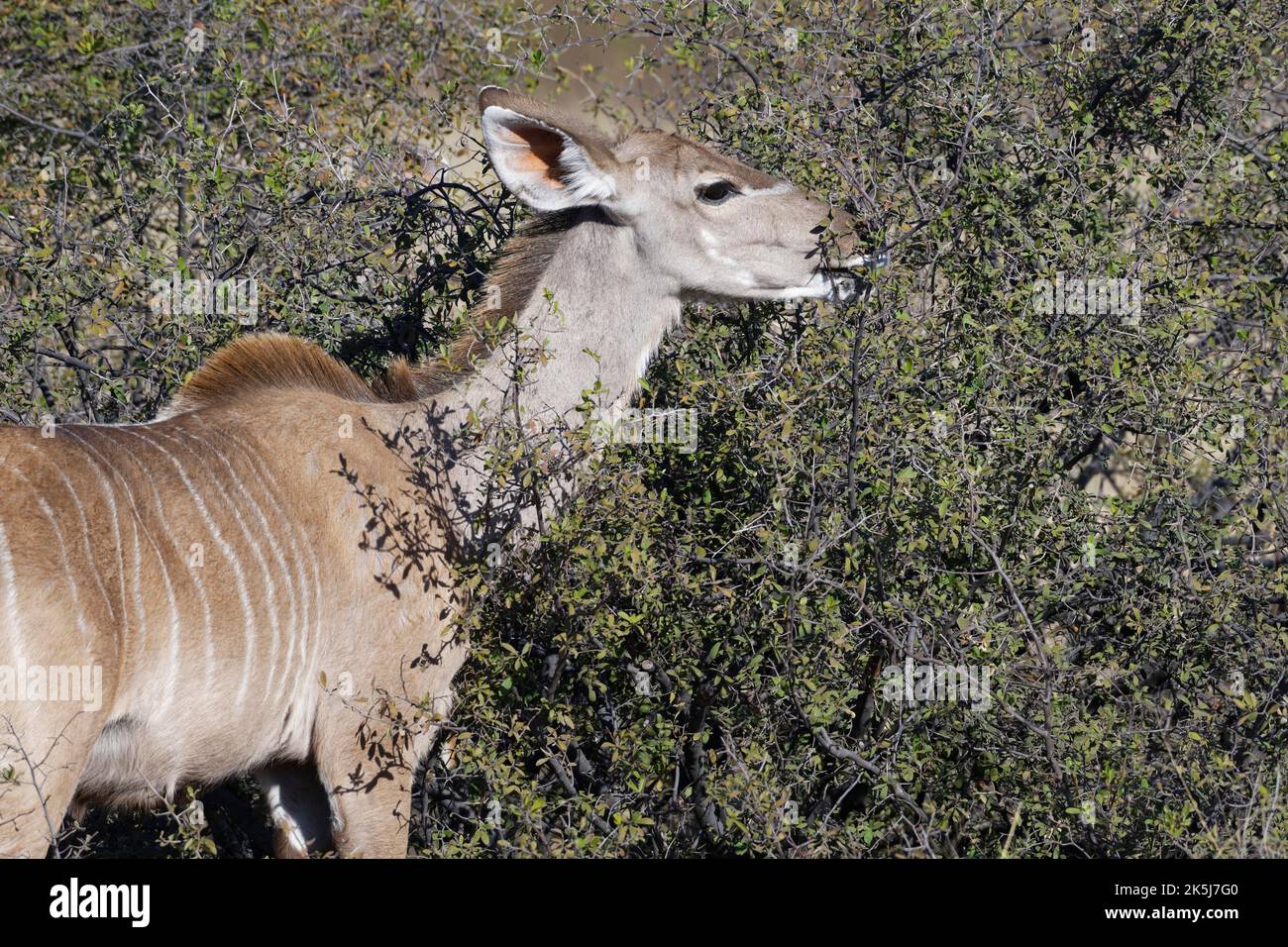 Großer Kudu (Tragelaphus strepsiceros), ausgewachsenes Weibchen unter den Sträuchern, Blattfütterung, Savanne, Mahango-Kerngebiet, Bwabwata-Nationalpark, Kavango Stockfoto