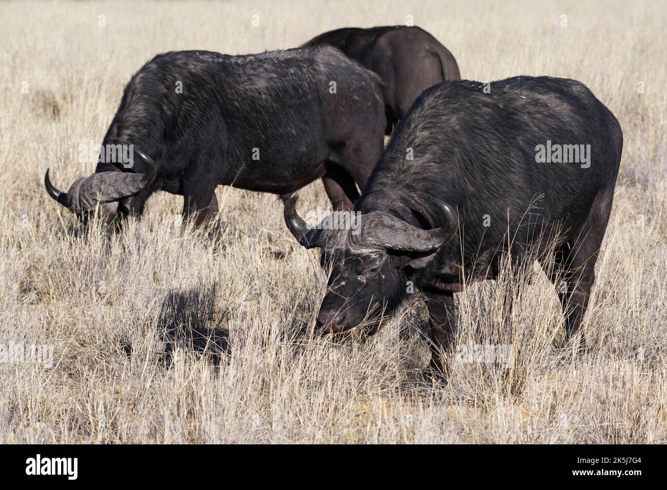 Cape uffaloes (Syncerus Caffer), Gruppe von erwachsenen Männchen im hohen trockenen Gras, die sich auf Gras ernähren, Savanne, Mahango Core Area, Bwabwata National Park, Kavango Stockfoto