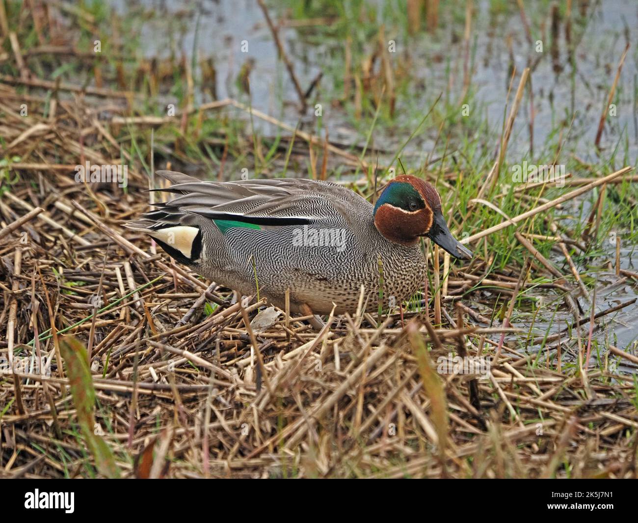drake Eurasian Teal (Anas Crecca) am Rand des Wassers RSPB Leighton Moss Lancashire, England, Großbritannien Stockfoto