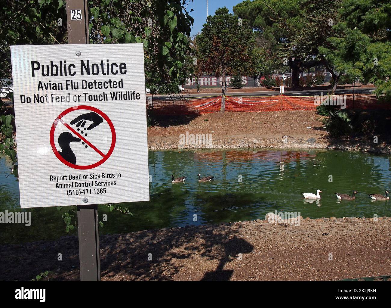 park Teich mit Wasservögeln eingezäunt in Union City, Kalifornien und Vogelgrippe erkannt Füttern oder berühren Wildtiere nicht öffentlichen Hinweisschild, melden Sie tote oder kranke Vögel an Animal Control Services Stockfoto