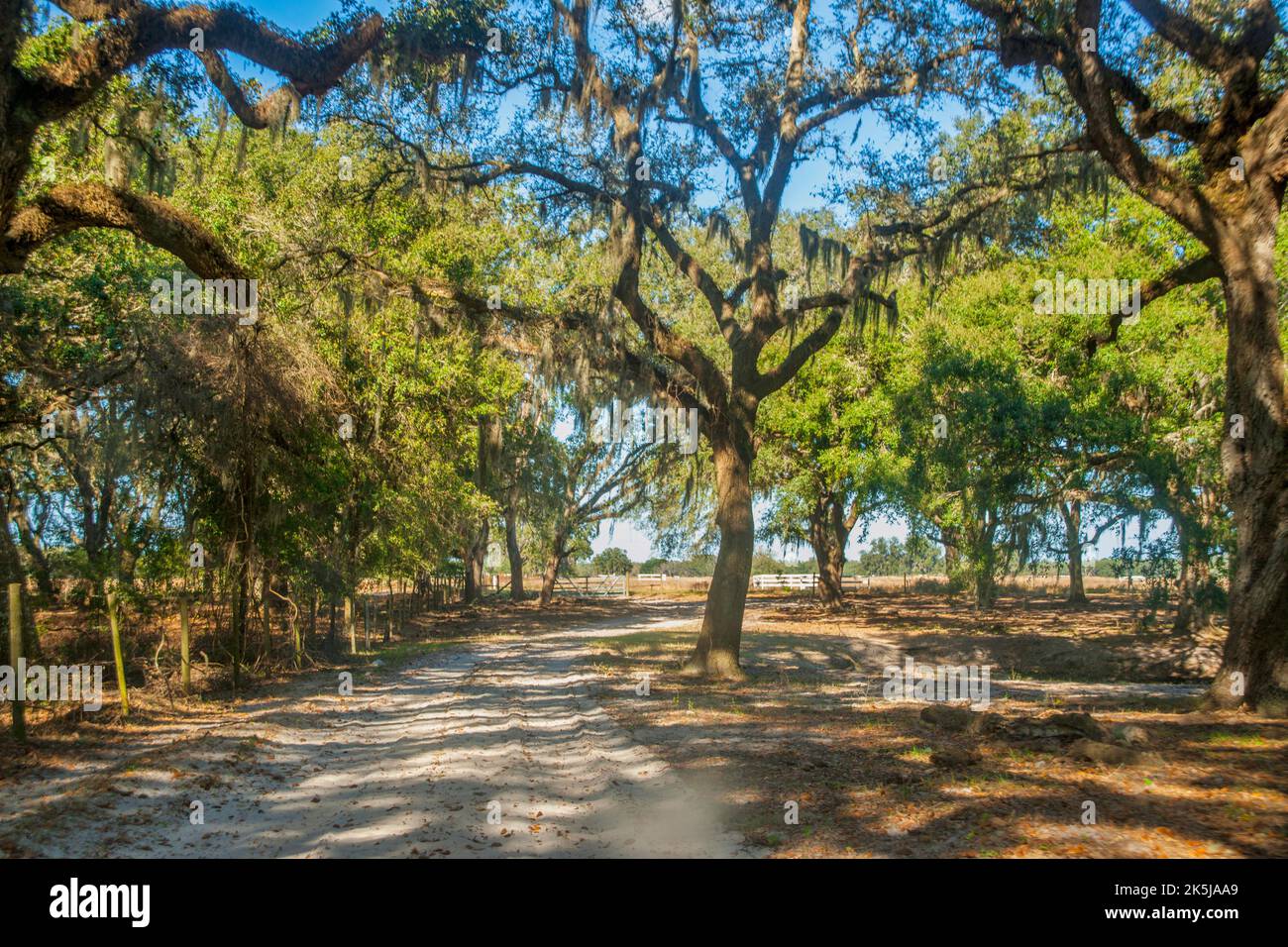Eine unbefestigte Straße führt durch einen Eichenwald in Masaryktown, dem ländlichen Zentrum Floridas. Stockfoto
