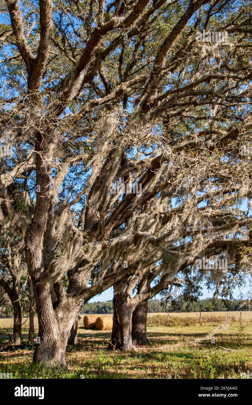 Spanisches Moos hängt von Eichen auf dem Ackerland in Masarytown, dem ländlichen Zentrum Floridas. Stockfoto