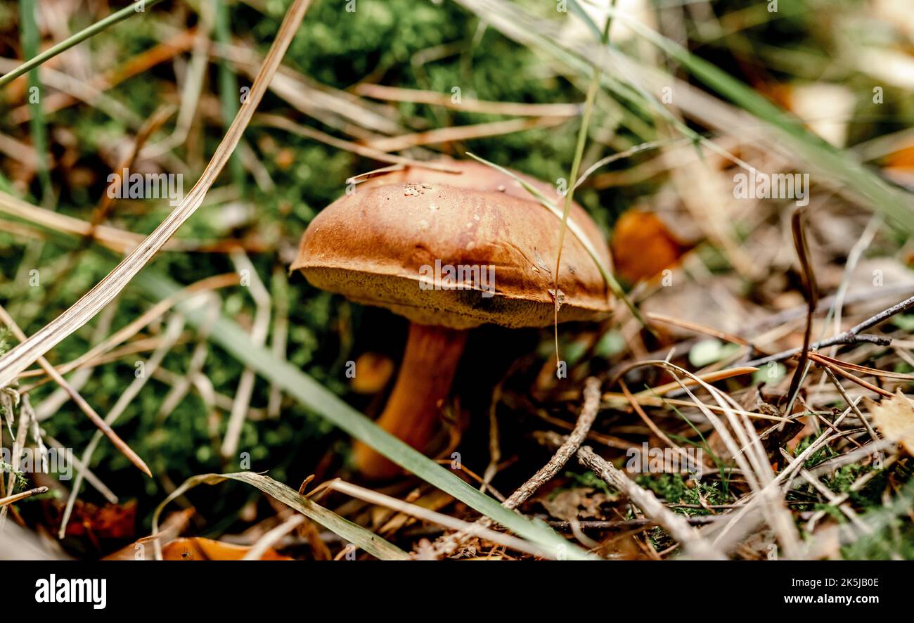 Boletus Edulis Pilze auf Holz Stockfoto