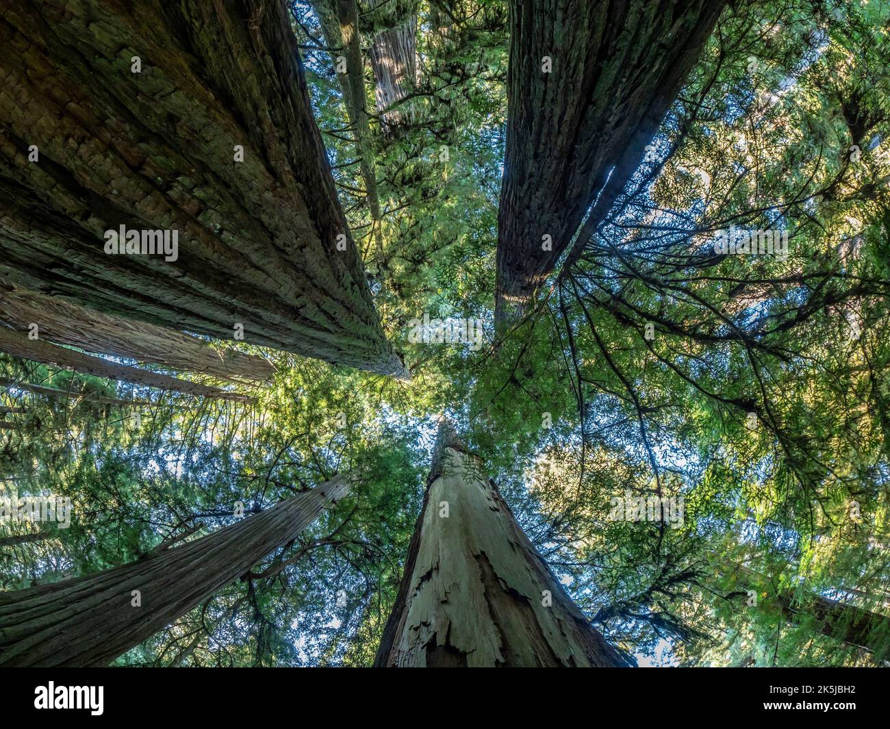 Redwood Trees, Simpson-Reed Grove Trail, Redwoods National- und State Parks außerhalb von Crescent City, Kalifornien. Stockfoto