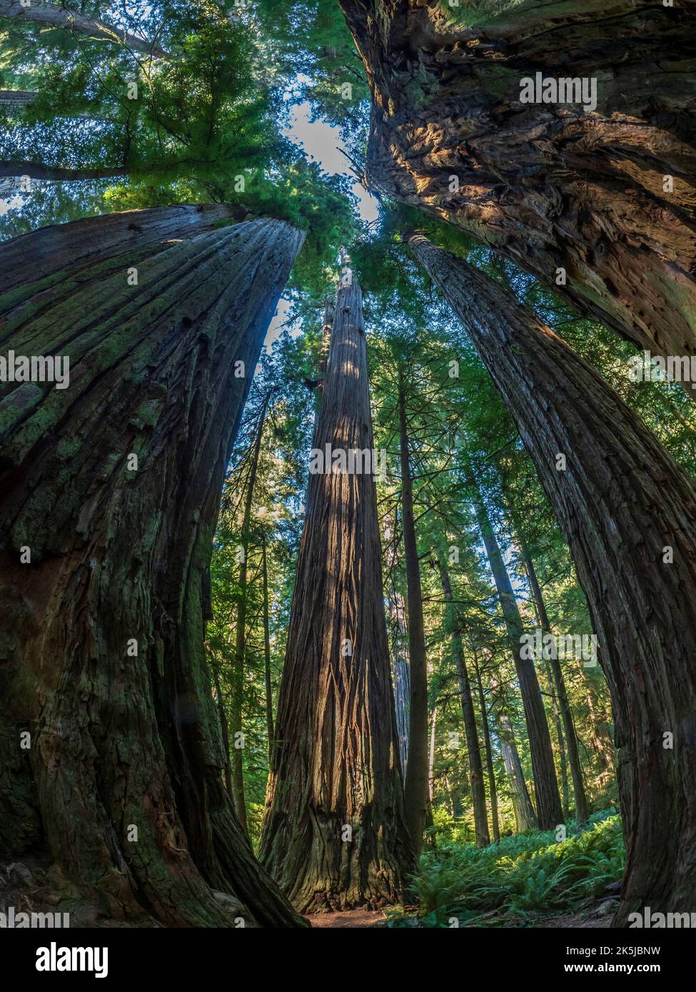 Redwood Trees, Simpson-Reed Grove Trail, Redwoods National- und State Parks außerhalb von Crescent City, Kalifornien. Stockfoto