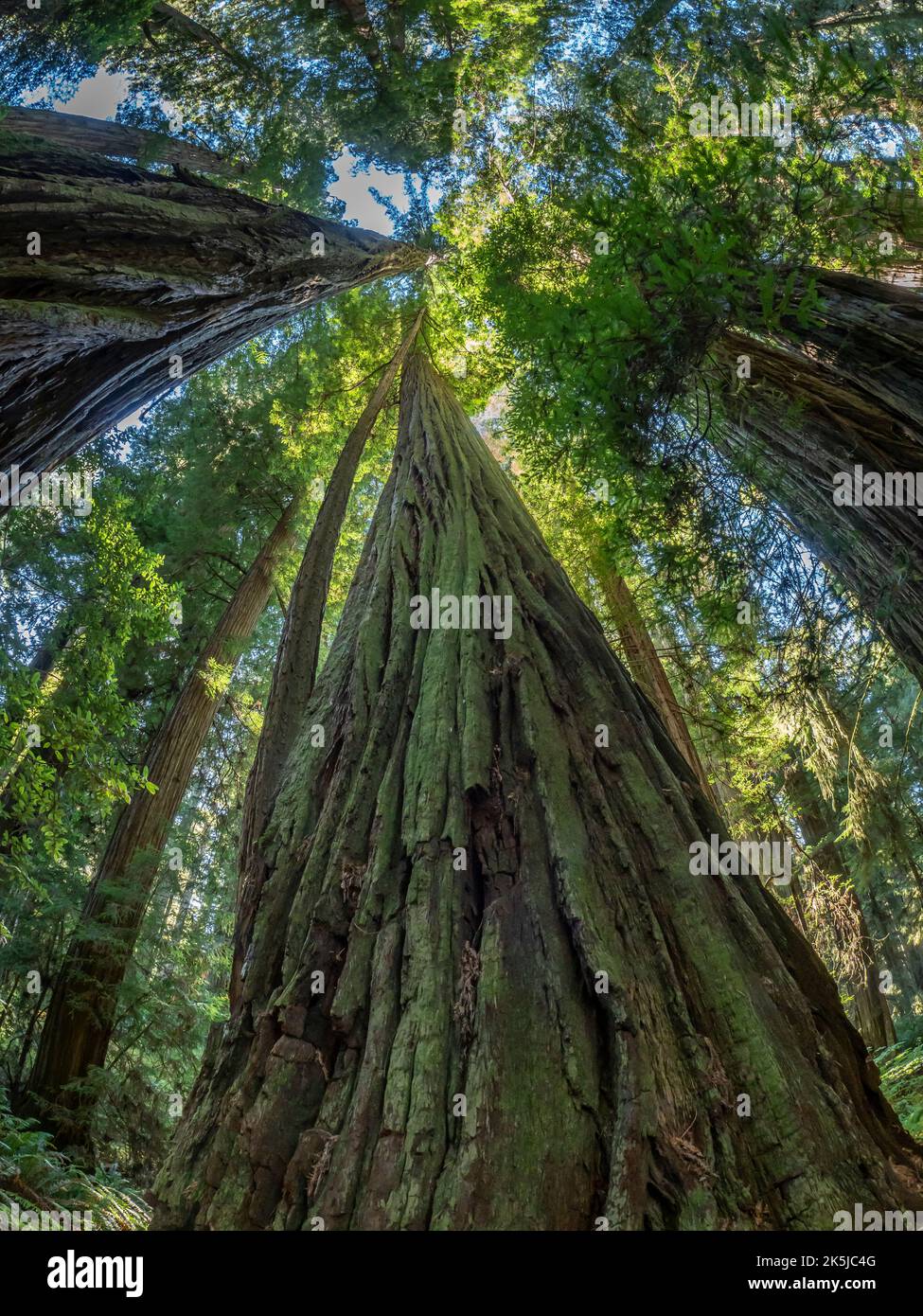 Redwood Trees, Peterson Memorial Trail, Redwoods National- und State Parks außerhalb von Crescent City, Kalifornien. Stockfoto