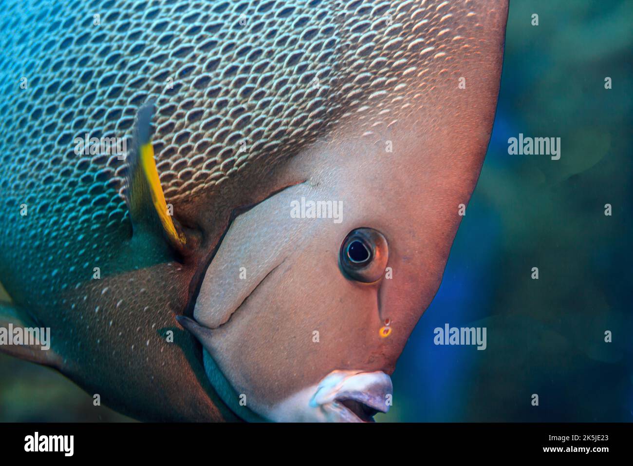 Französischer Engelfisch, Pomacanthus paru, ist eine Art mariner Rochenflocken-Fische, ein mariner Engelfisch, der zur Familie der Pomacanthidae gehört Stockfoto