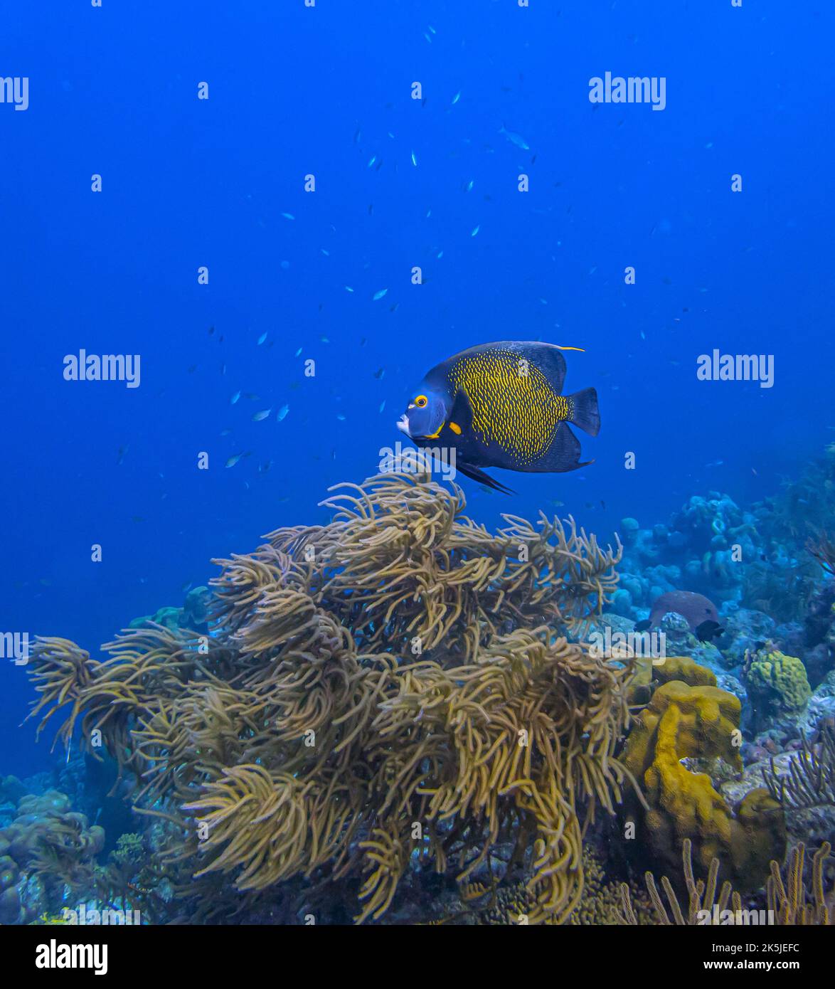 Französischer Engelfisch, Pomacanthus paru, ist eine Art mariner Rochenflocken-Fische, ein mariner Engelfisch, der zur Familie der Pomacanthidae gehört Stockfoto