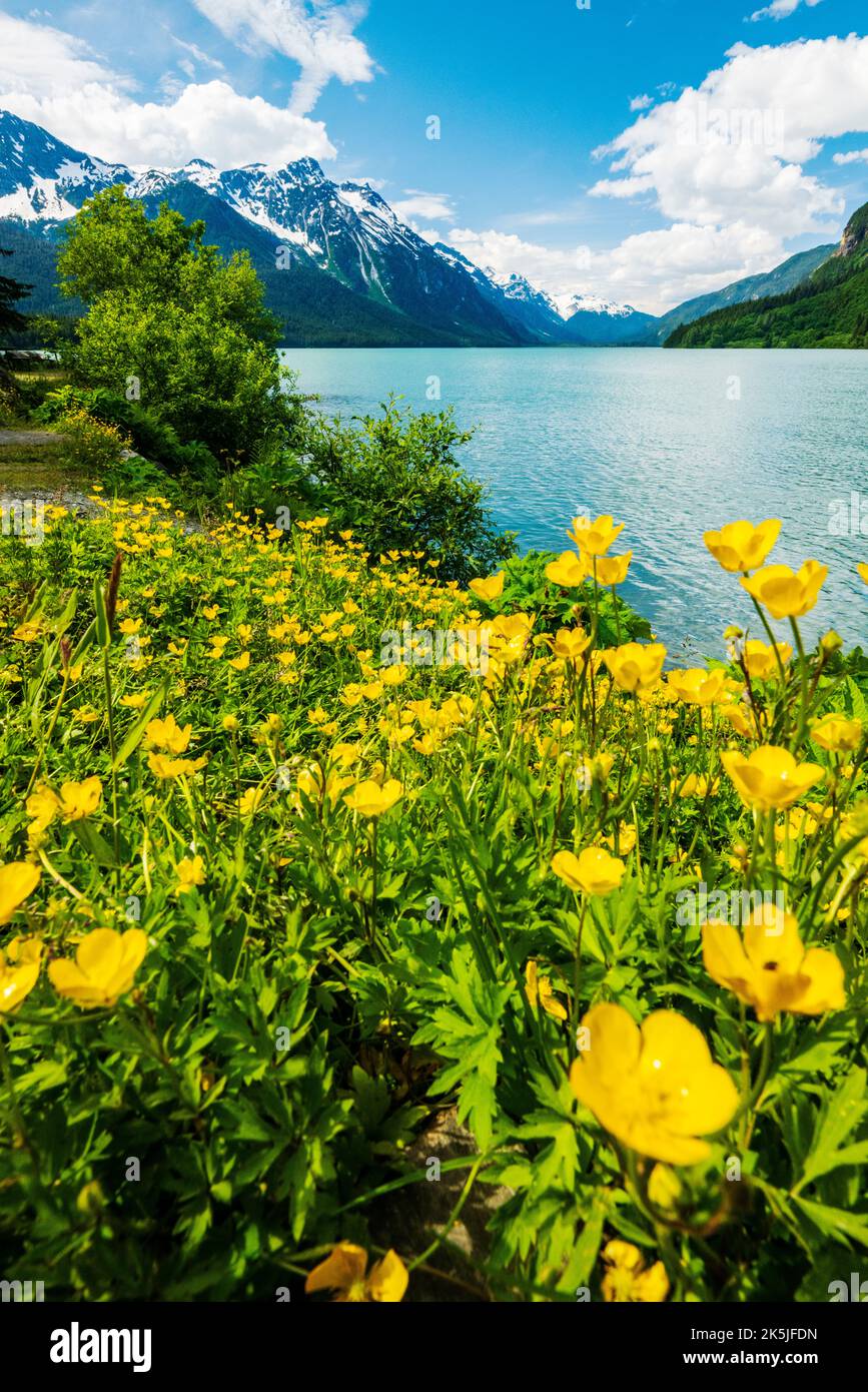 Nachtkerze; Oenothera biennis; Onagraceae; Chilkoot Lake; Chilkoot State Recreation Site; Coast Mountains Beyond; Haines; Alaska; USA Stockfoto