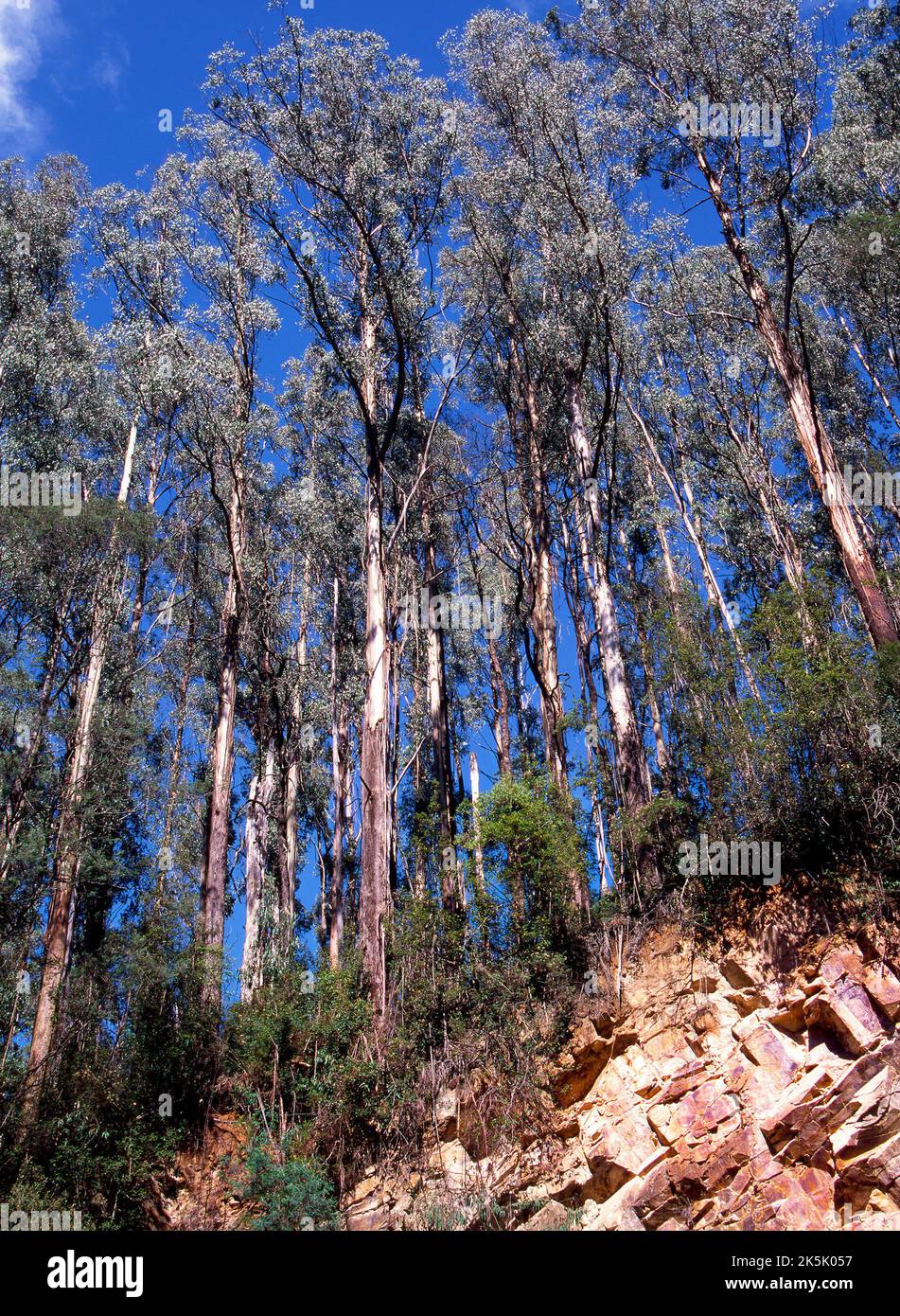 Australischer Aschenbaumwald, der von einer Felsbasis im Südwesten Australiens wächst Stockfoto