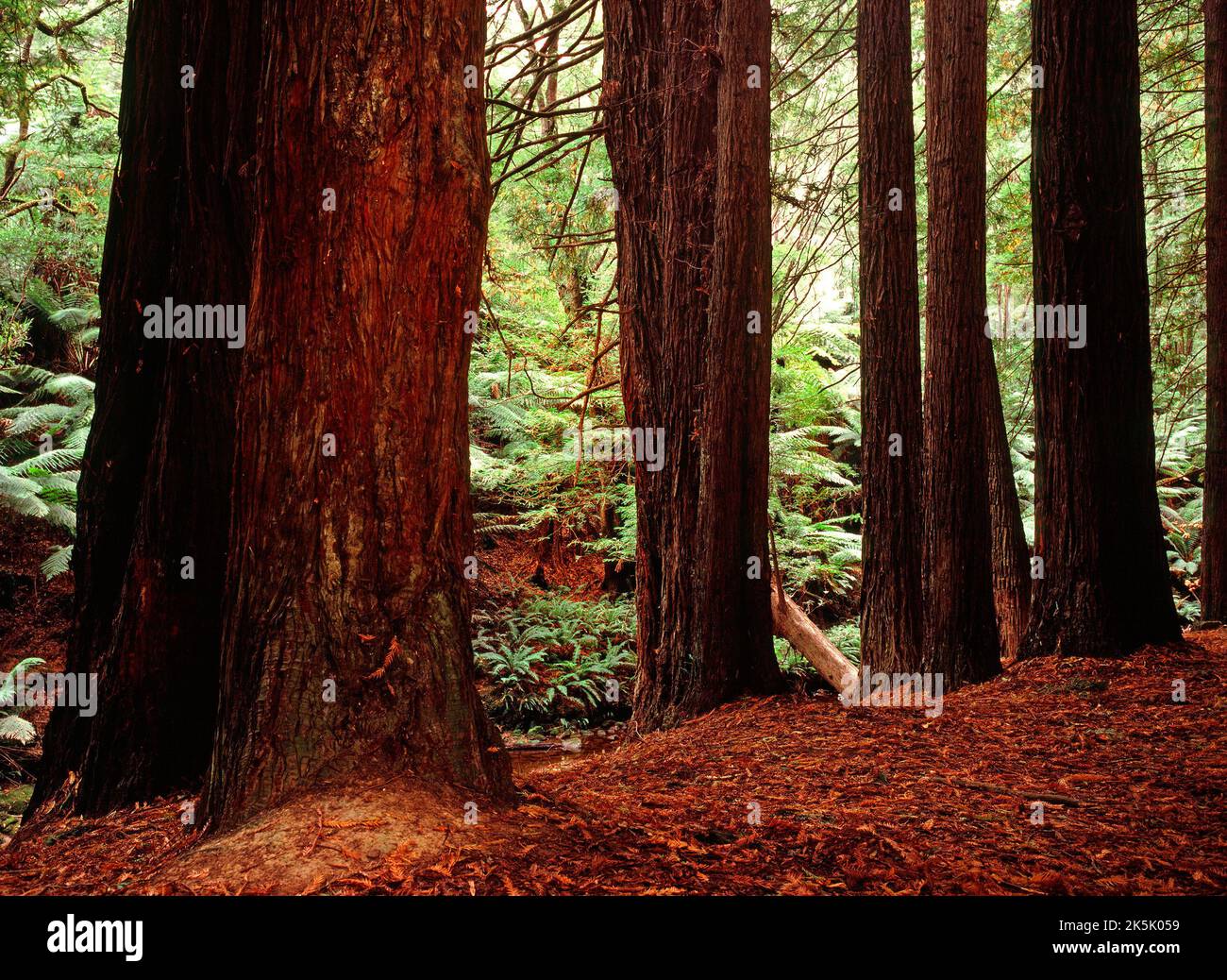 Kalifornische Redwood Trees (Sequoia Semperviren), die im Otway National Park, Victoria Australia, 1938 gepflanzt wurden Stockfoto