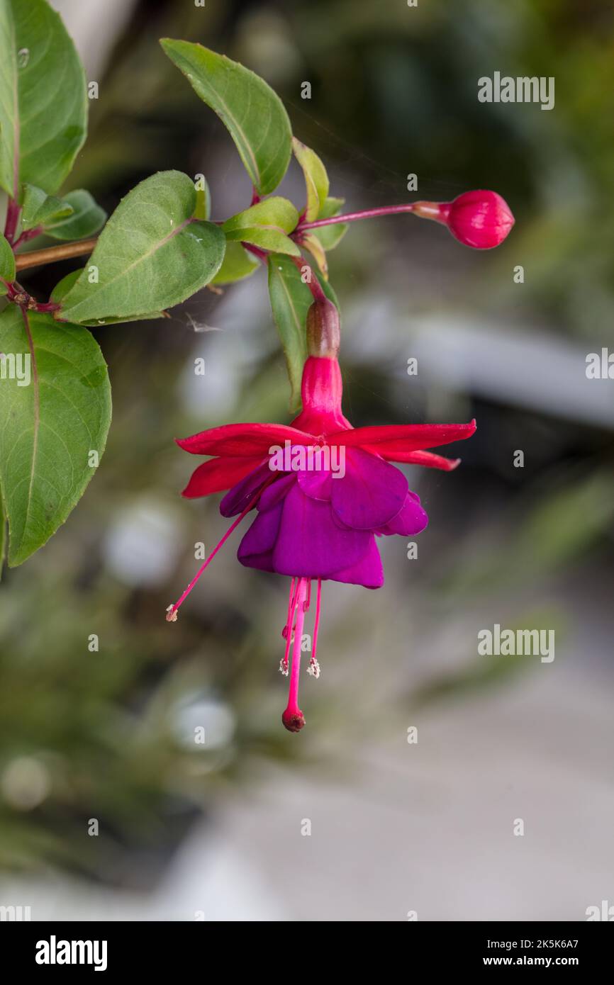 'Dular Princess' Fuchsia, Blodsdroppe (Fuchsia hybrida) Stockfoto
