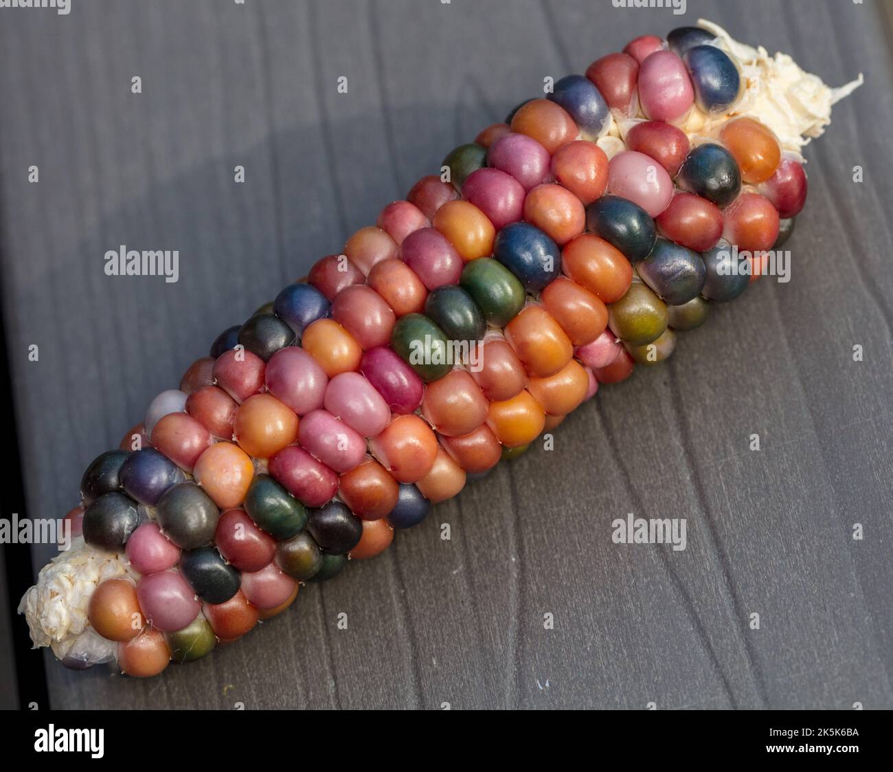 „Cherokee Long Ear“-Mais, Popcornmajs (Zea mays) Stockfoto