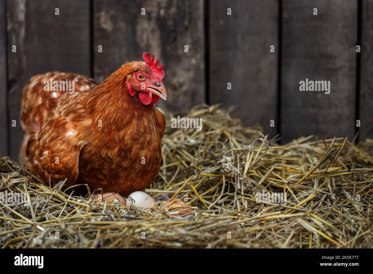 Braune Henne sitzt auf den Eiern im Heu im Hühnerstall Stockfoto