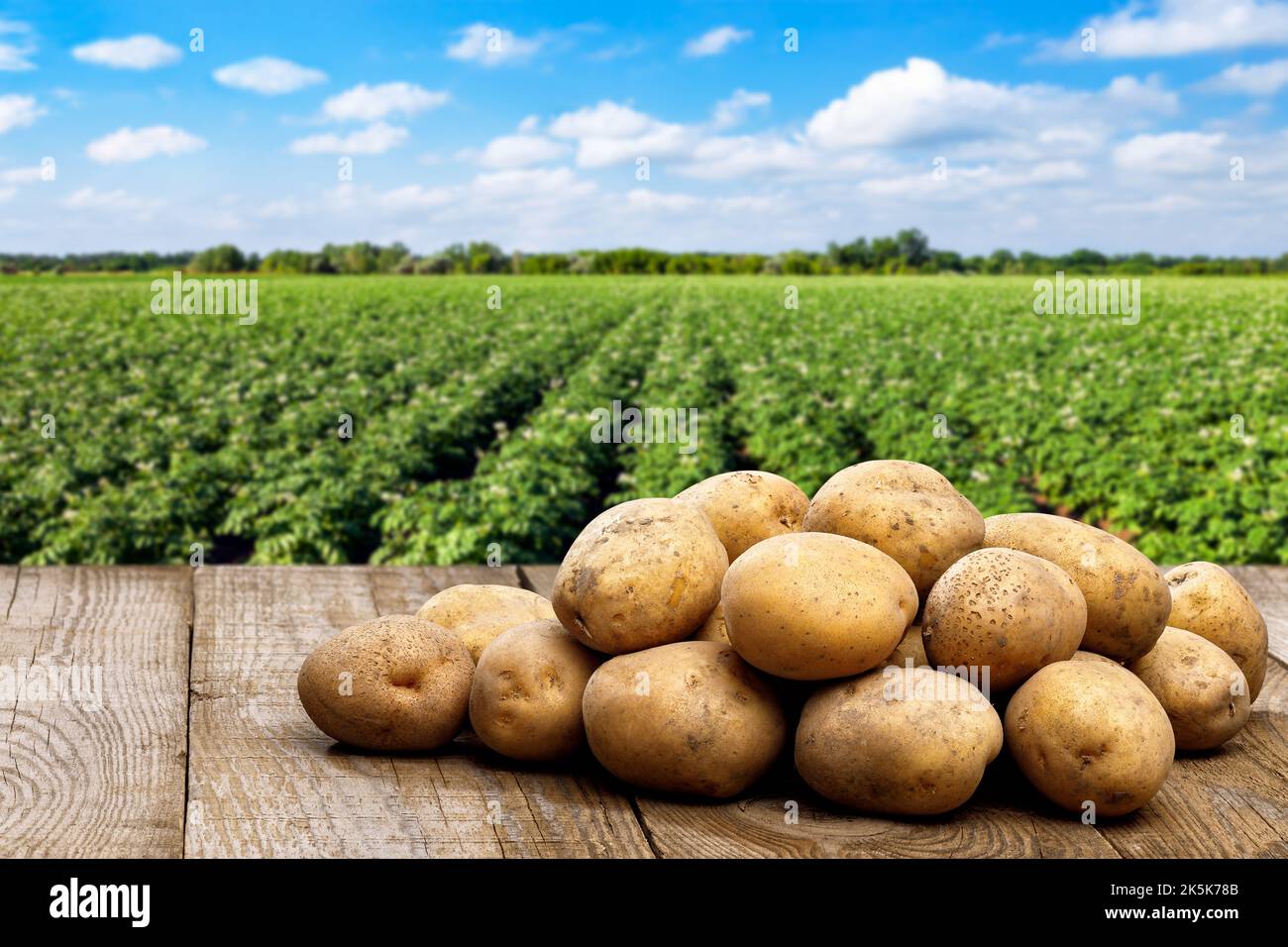 Kartoffelhaufen auf Holztisch mit Ackerfeld Stockfoto