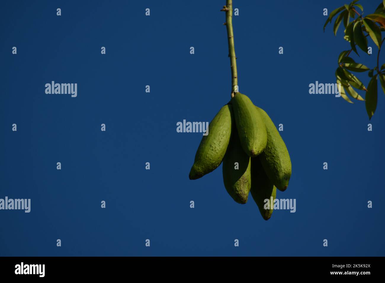 Java kapok Samen Schoten hängen am Baum gegen blauen Himmel. Stockfoto