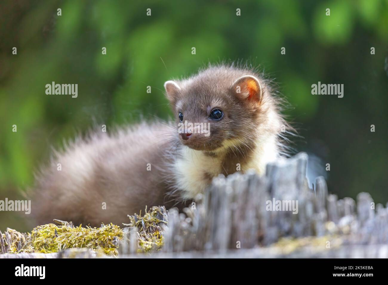 Nahaufnahme des jungen Mardermors im Freien. Horizontal. Stockfoto